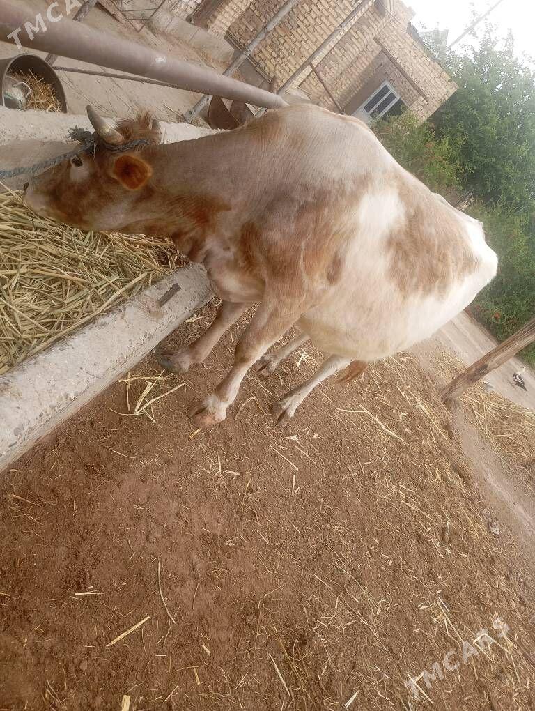 simmental ýetik bogaz sygyr - Чарджоу - img 1