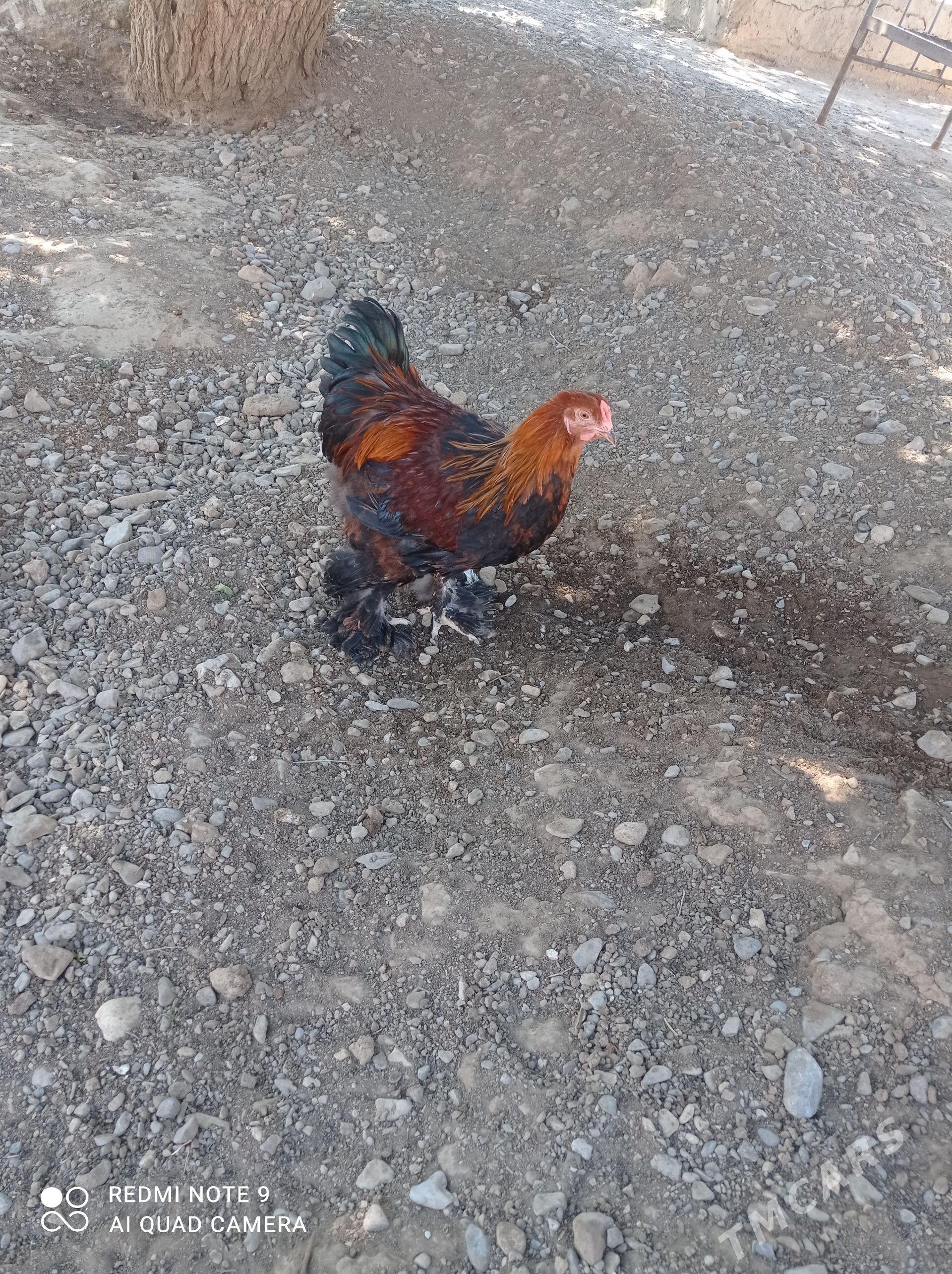 towuk juyje - Gyzylarbat - img 1