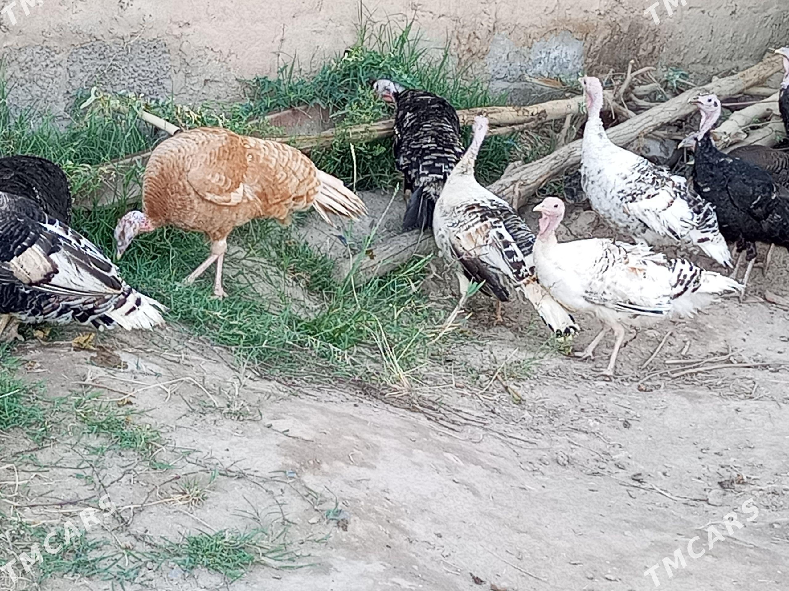 matka undiklar - Туркменабат - img 1