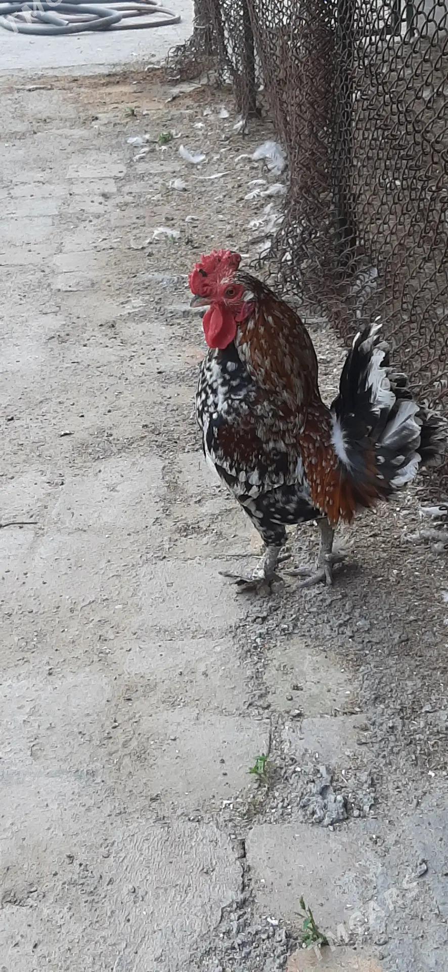 karlik horaz - Täze zaman - img 1