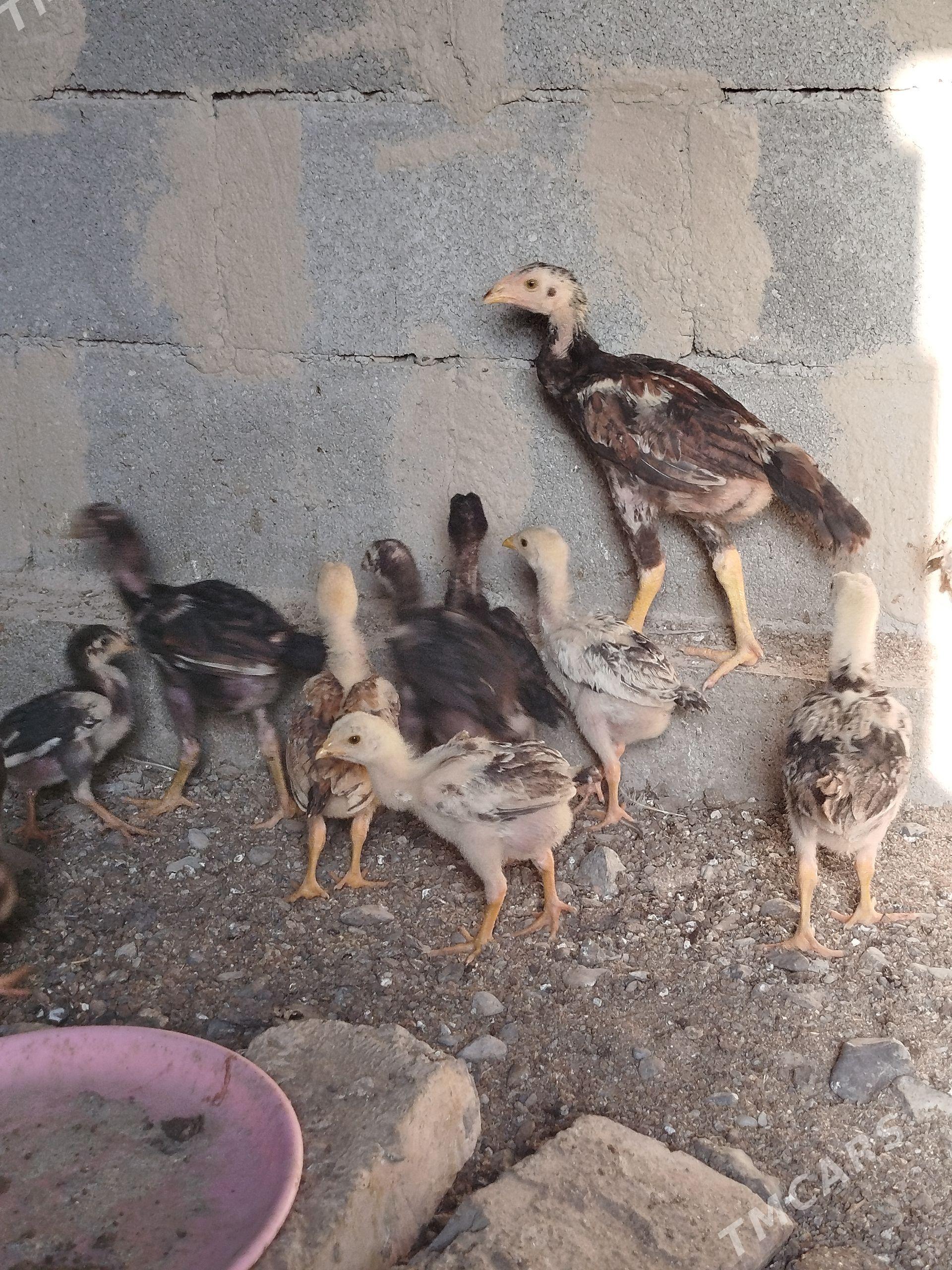 Taşkent juyjeler - Gökdepe - img 1