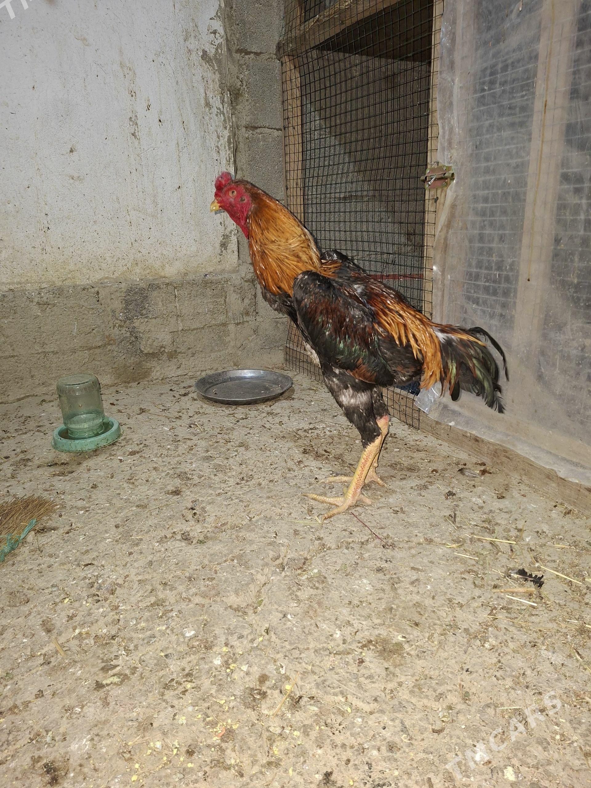 taşkent - Gökdepe - img 1