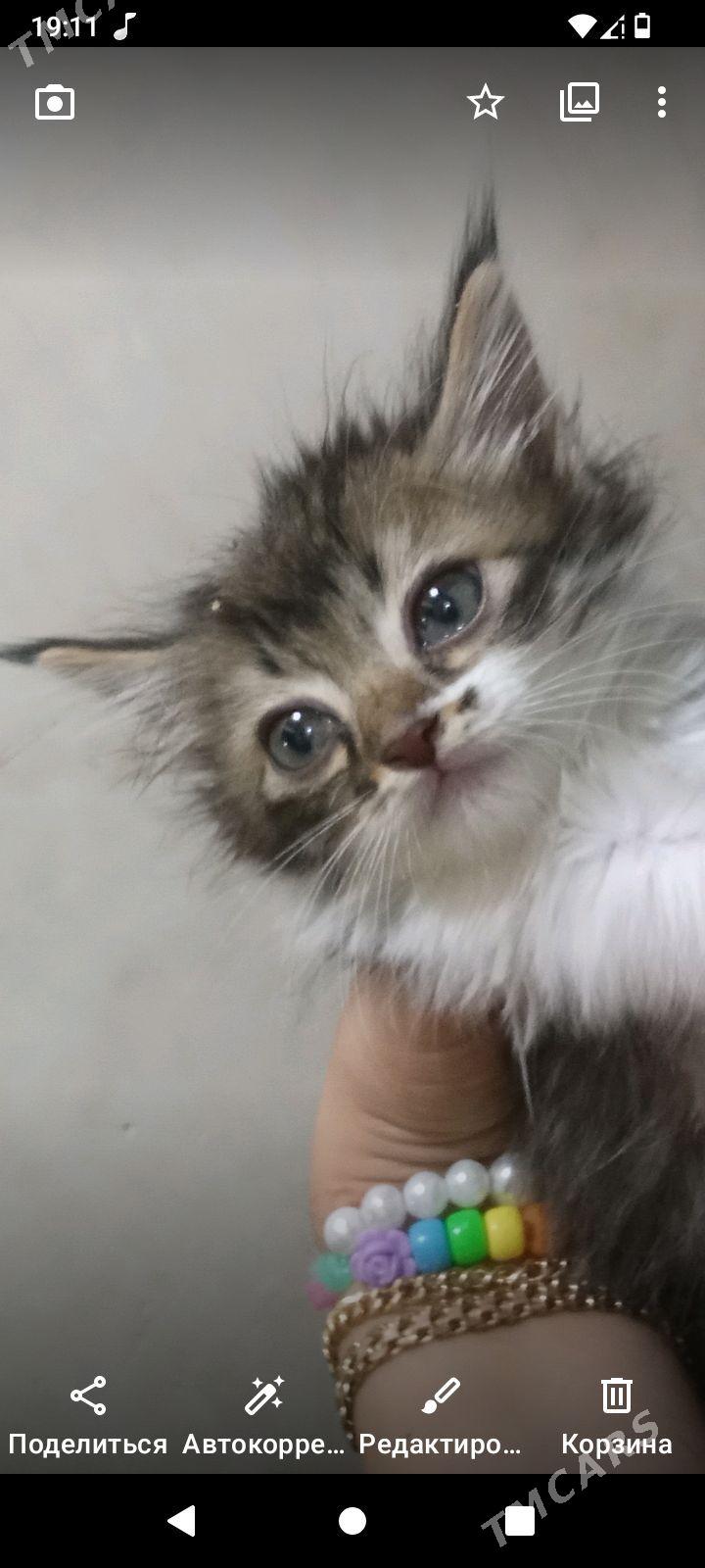 котёнок - Türkmenabat - img 1