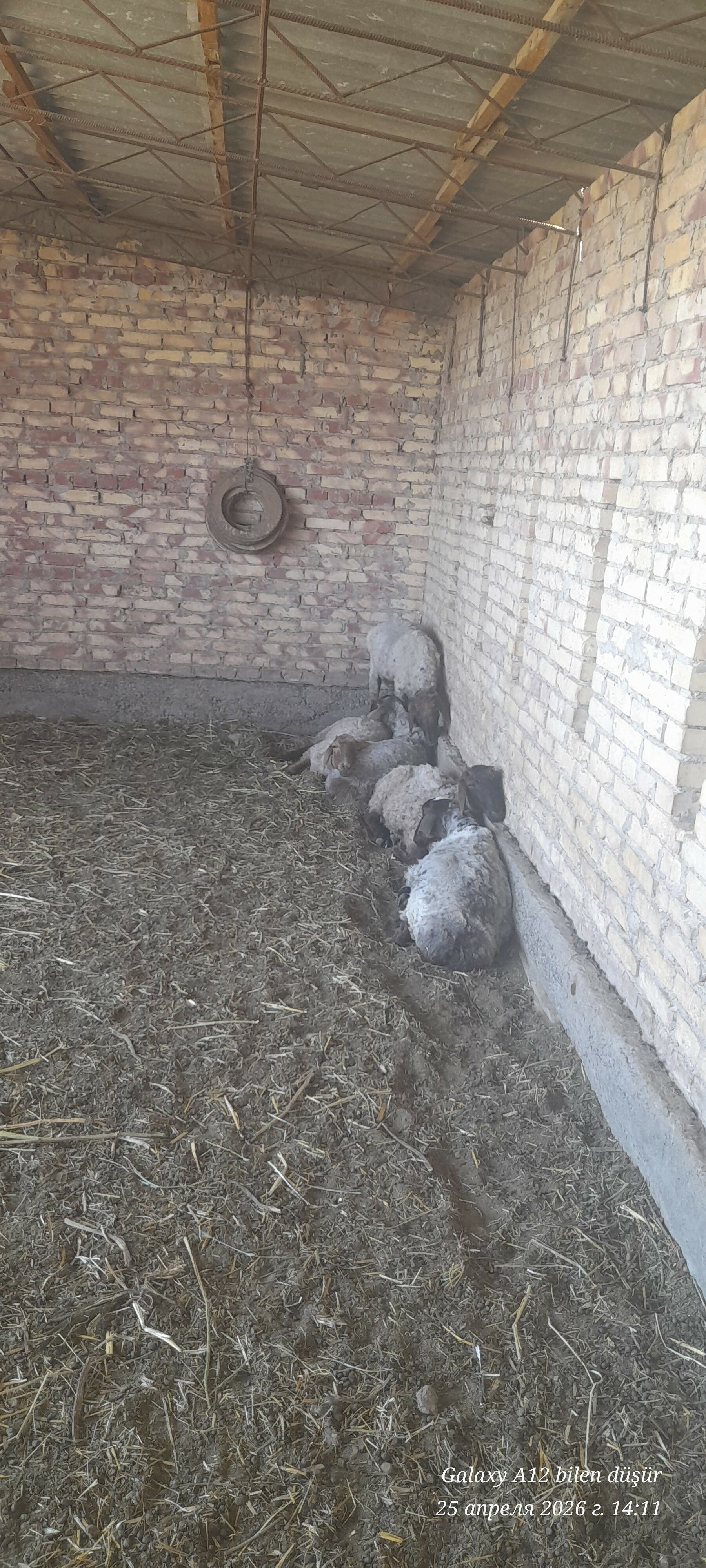 ahda goyunlar - Halaç - img 1
