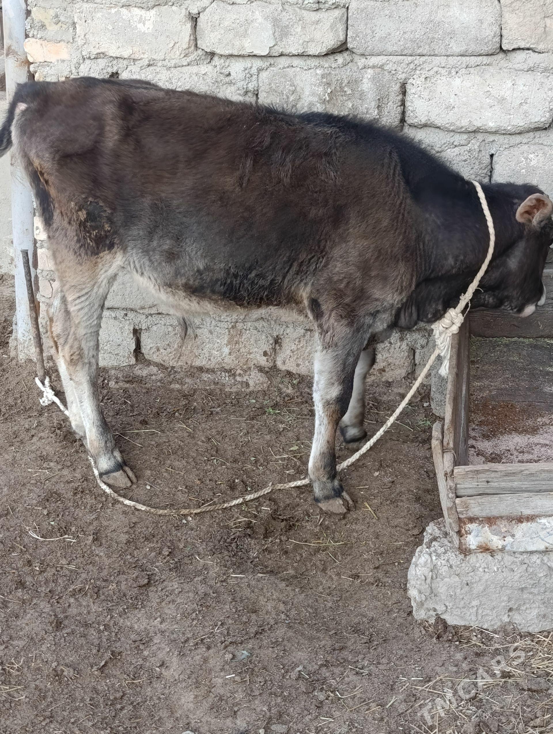 ŞWES ÖKÜZ - Бузмеин - img 1