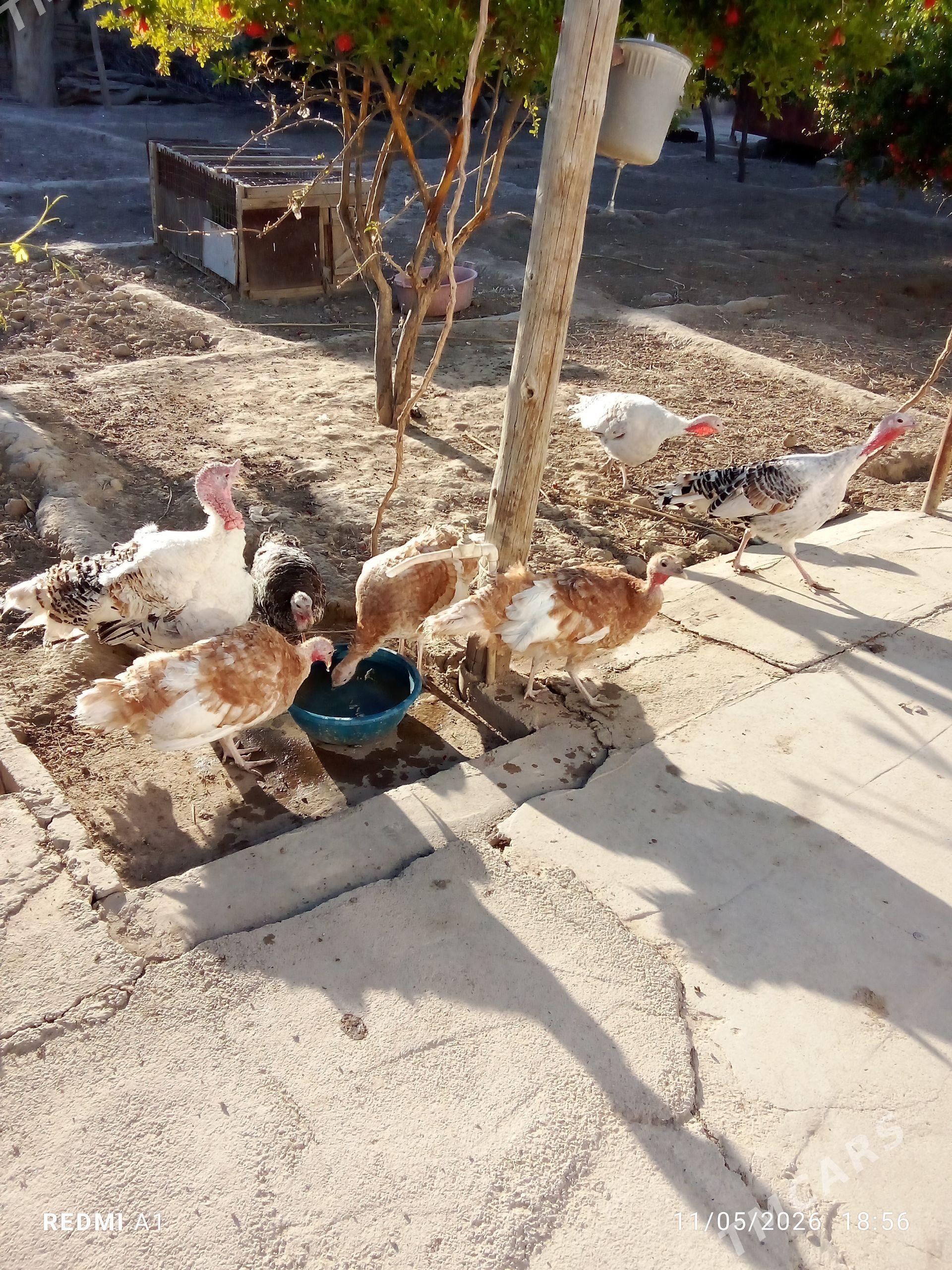 İnduk - Gyzylarbat - img 1
