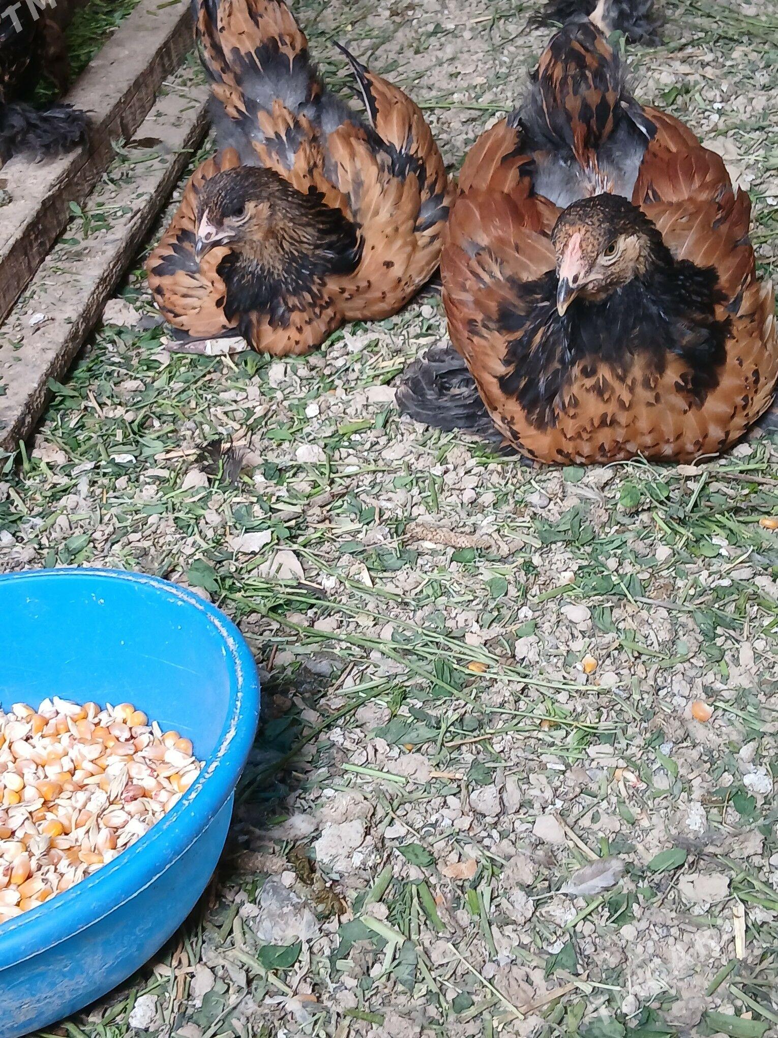 brama laset juyje - Кака - img 1