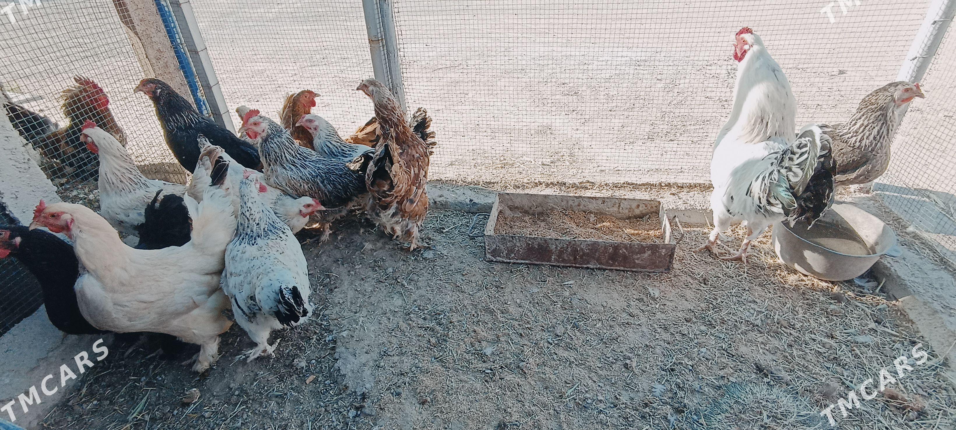 brama paroda towuklar - Туркменбаши - img 1