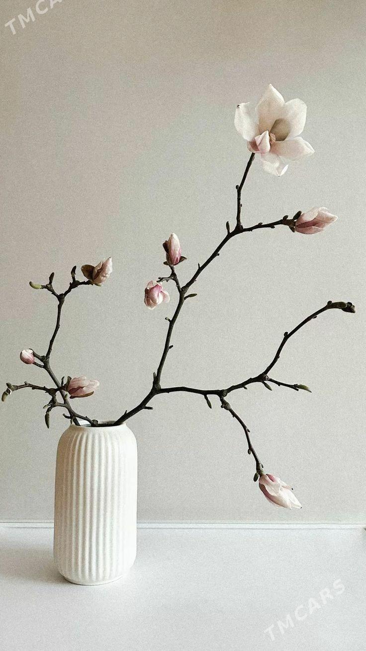 magnolia магнолия - Aşgabat - img 1