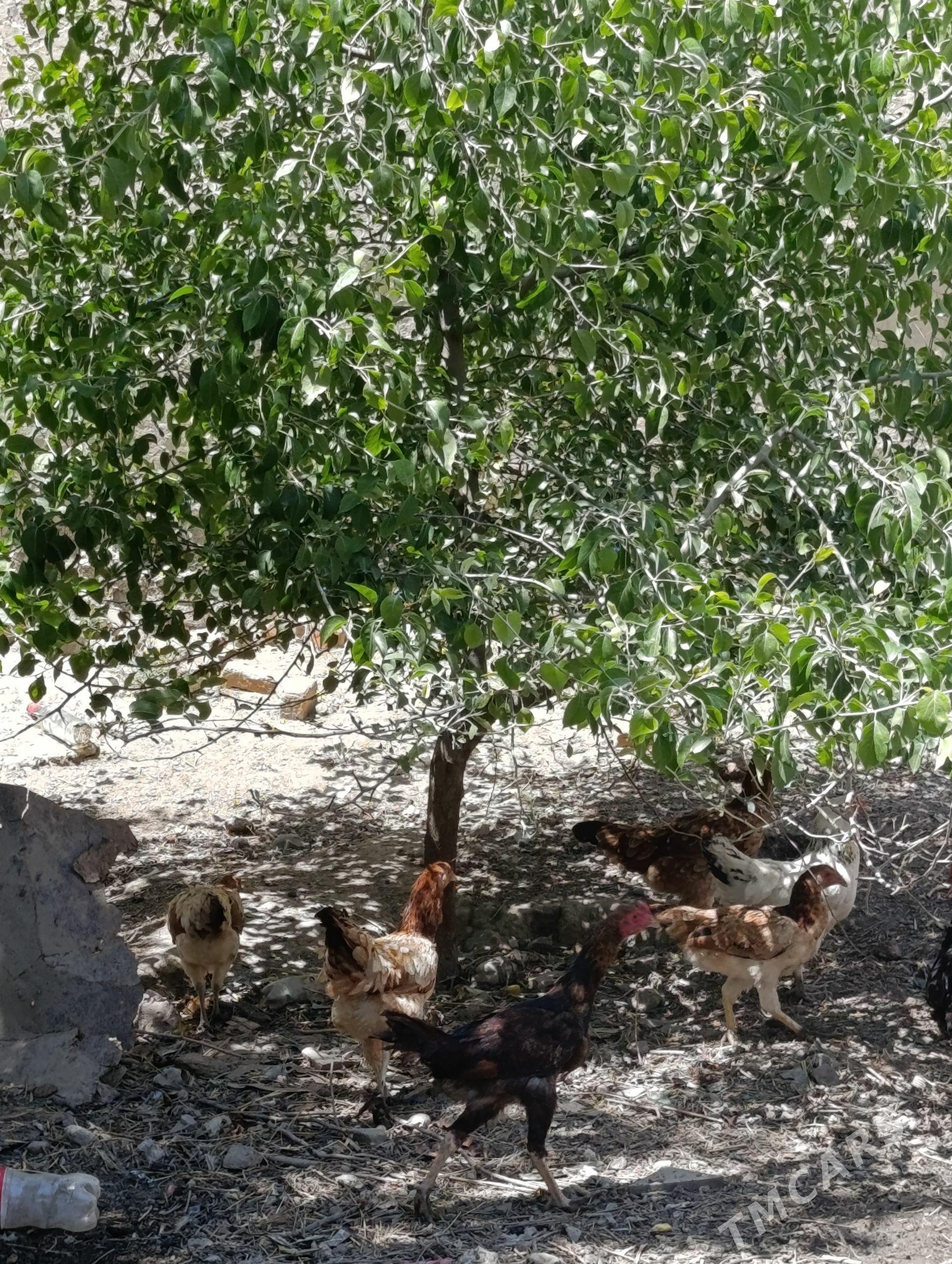Taşkent - Бахарден - img 1