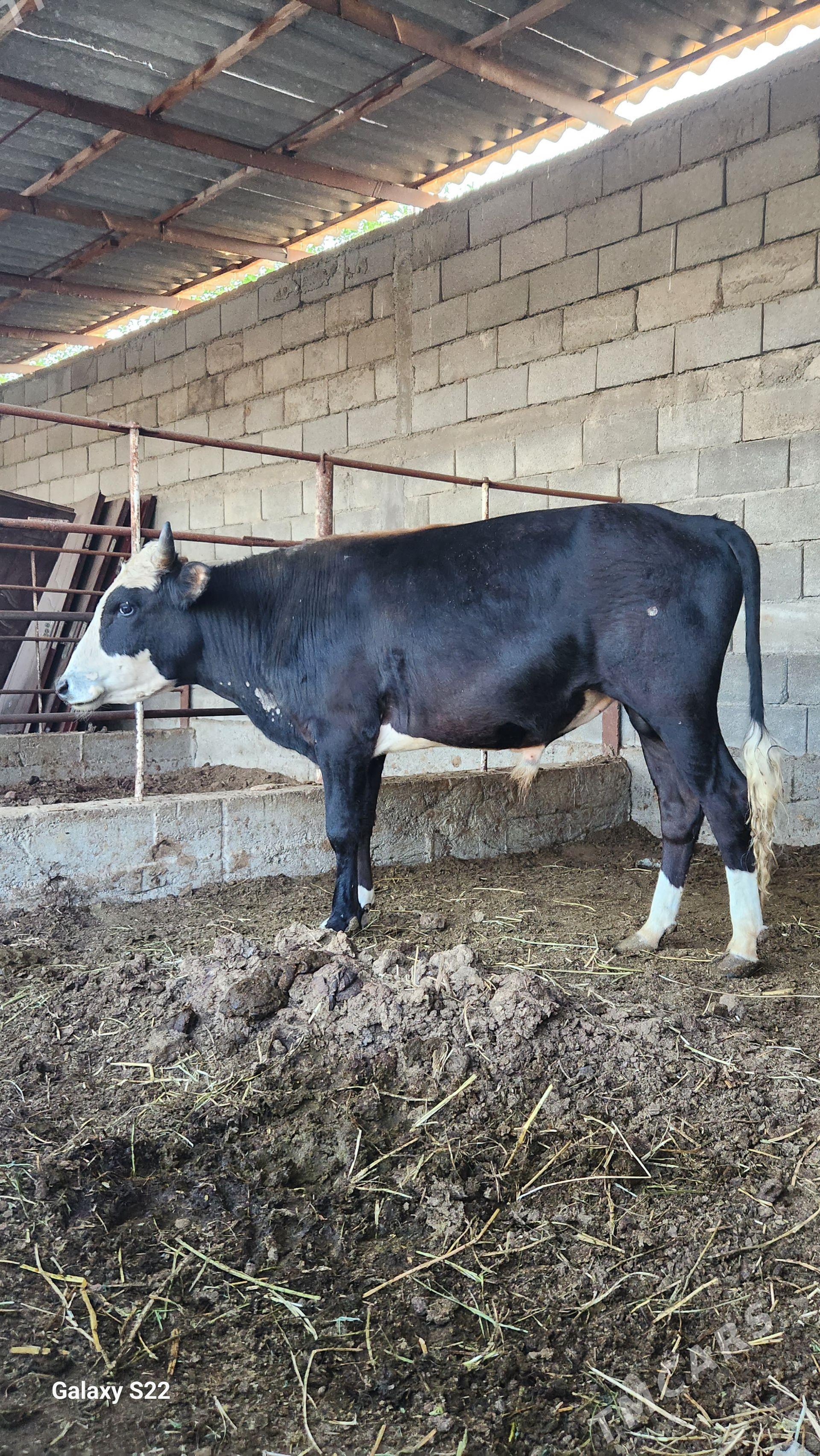 Okuzler - Гёкдепе - img 1