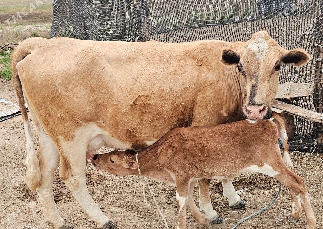 Goleli sygyr - Кака - img 1