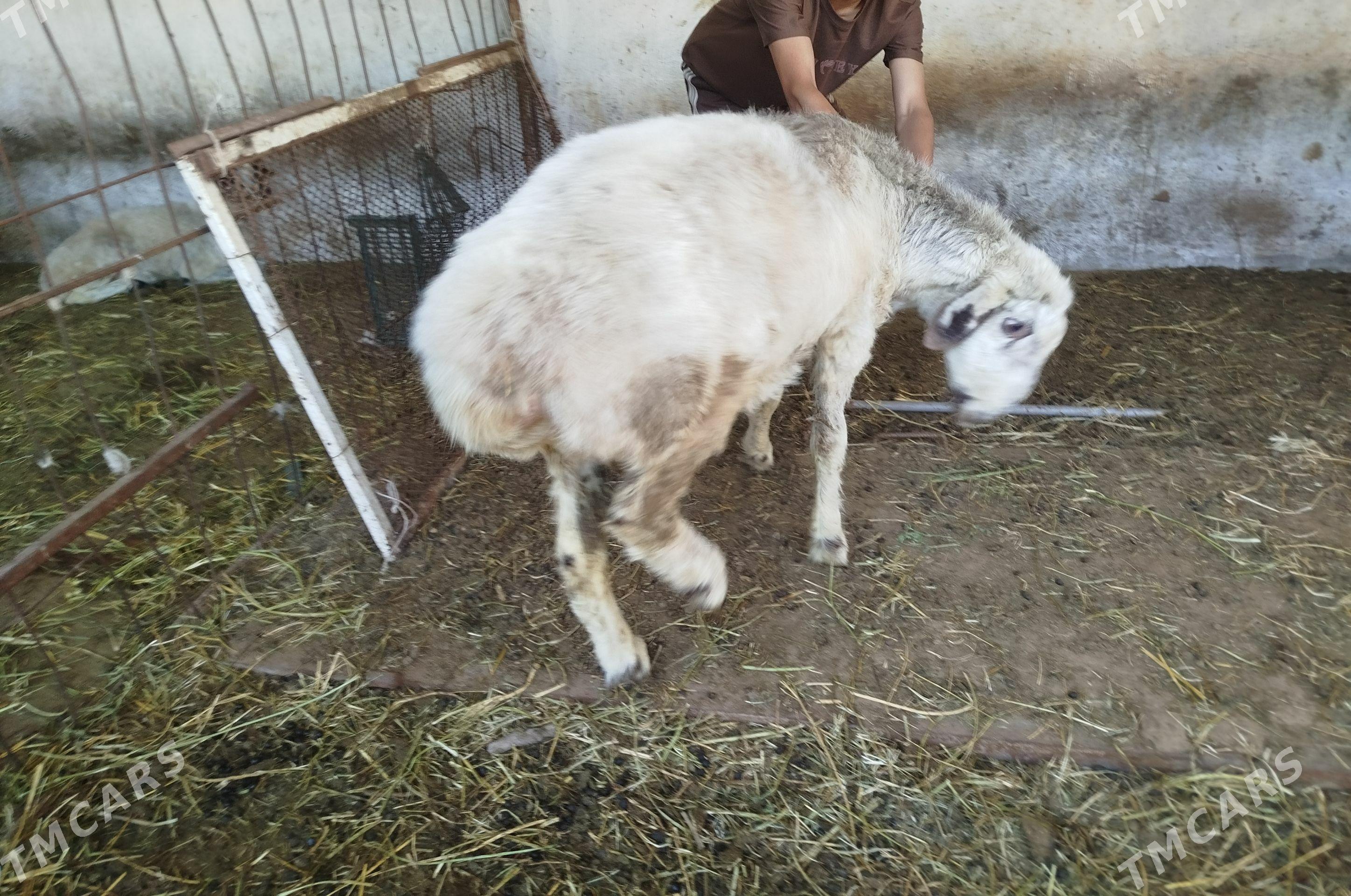gockargockar - Çärjew - img 1