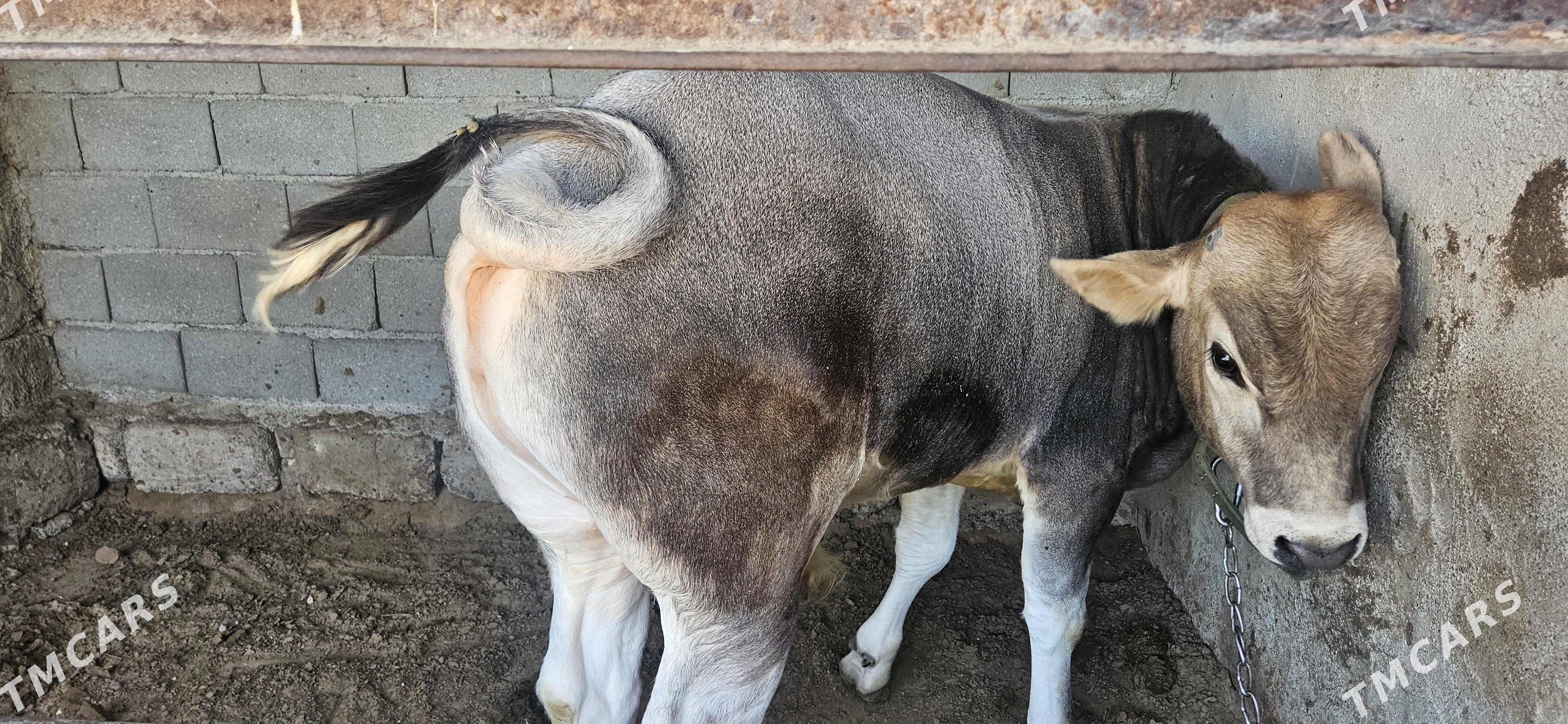 Ökiz - Bagyr - img 1