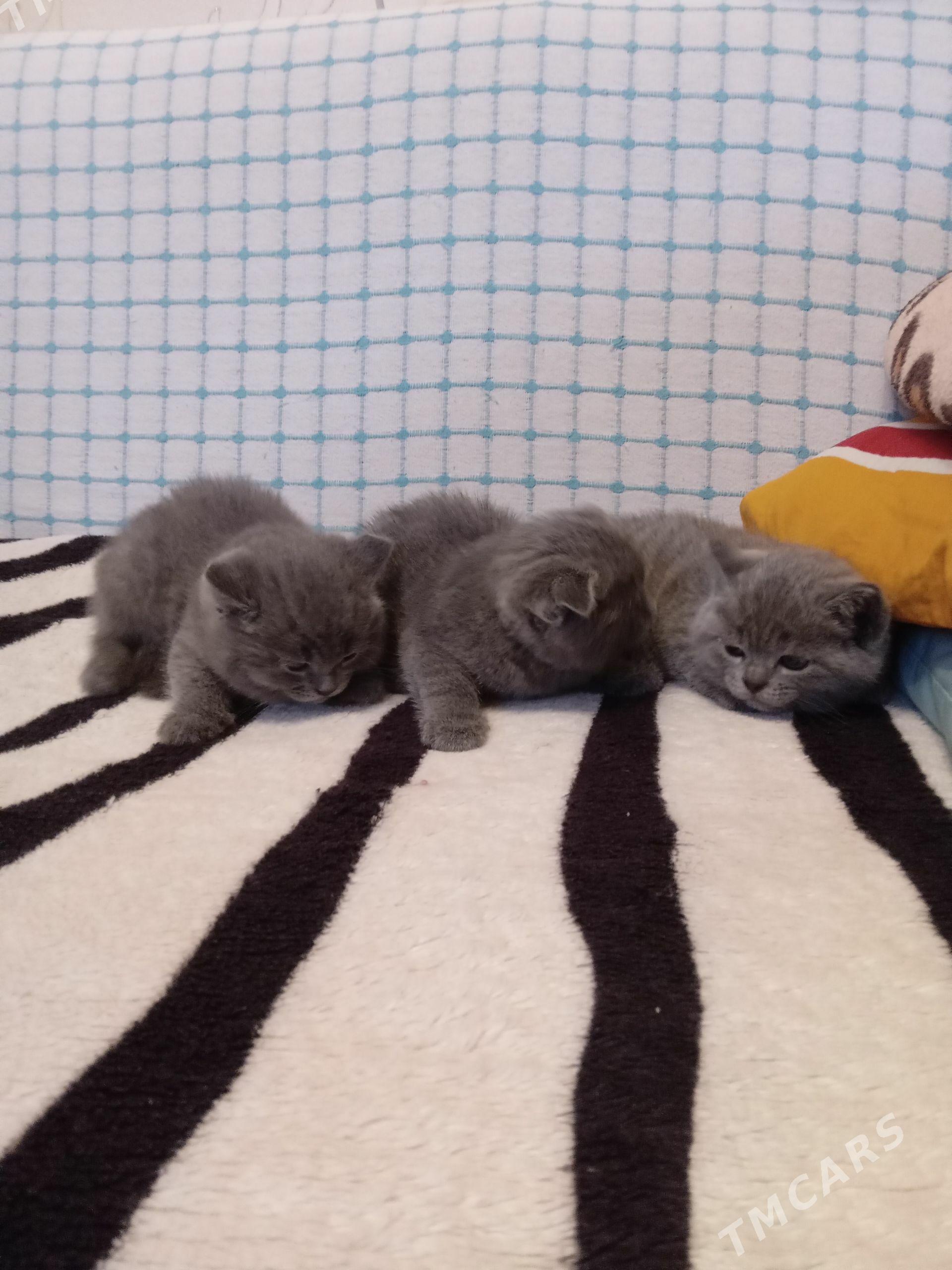 Продаю котят породистые - Türkmenabat - img 1