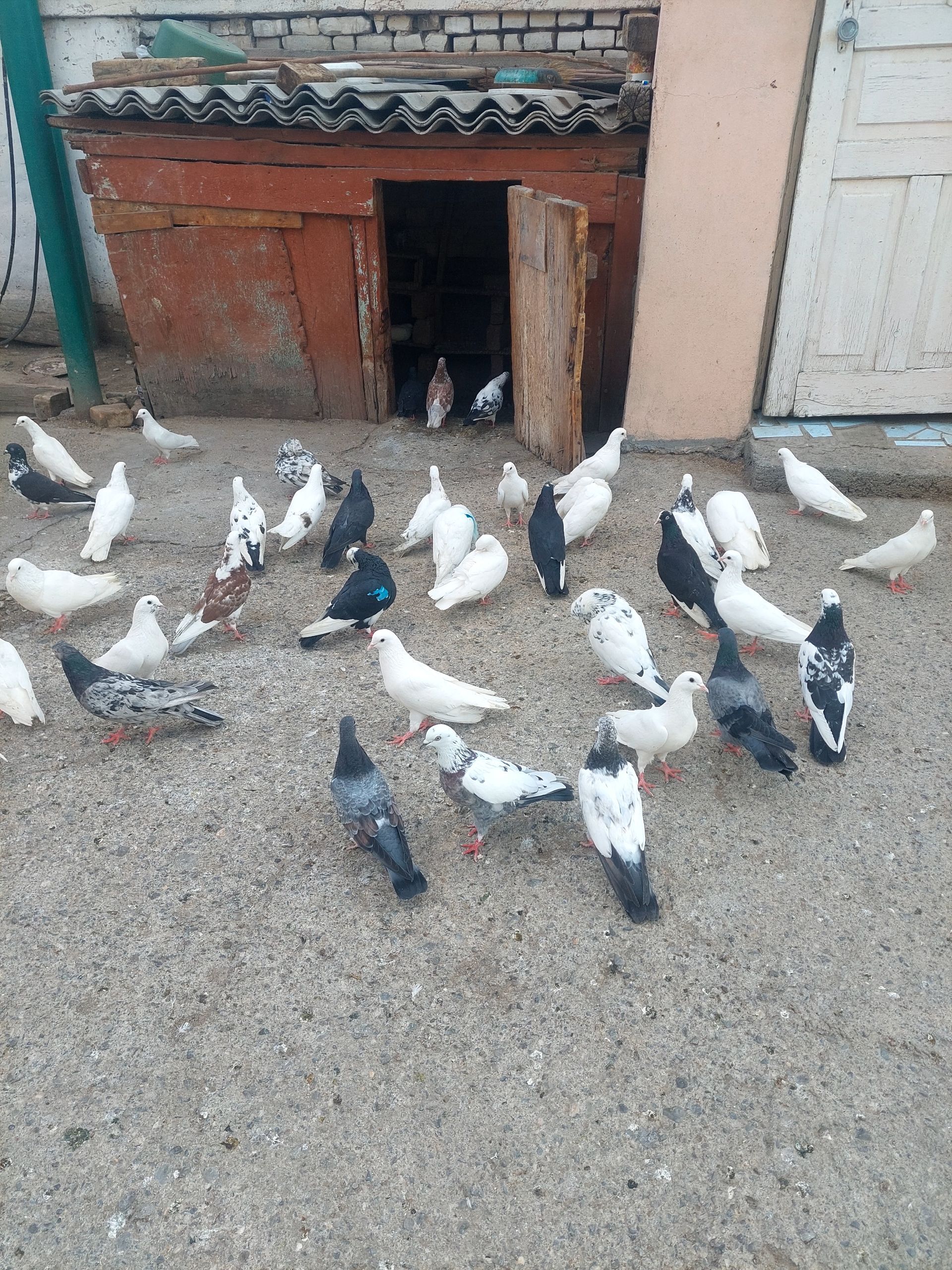 kepderi - Hitrowka - img 1