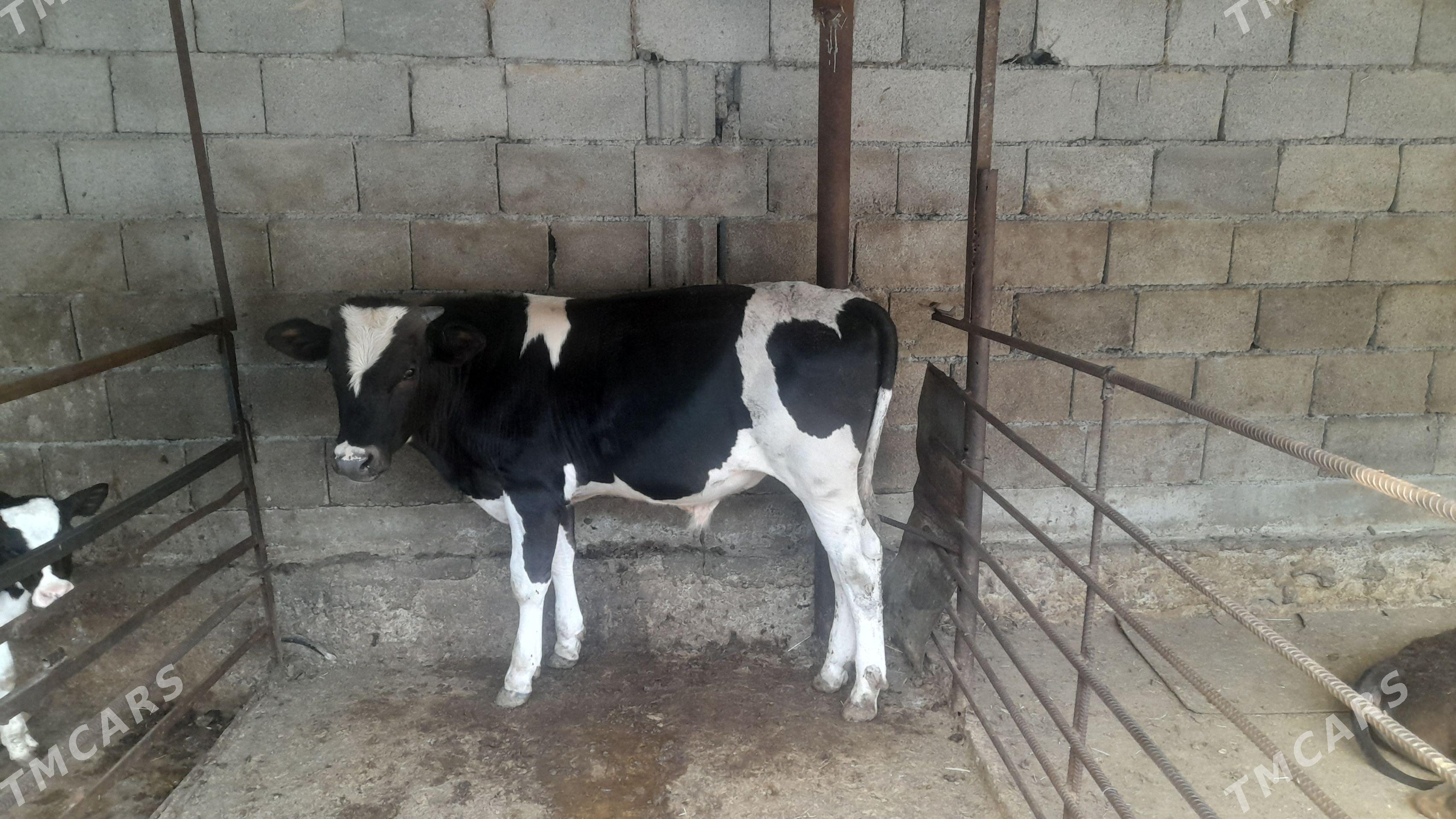 galişdeyin gole - Хитровка - img 1