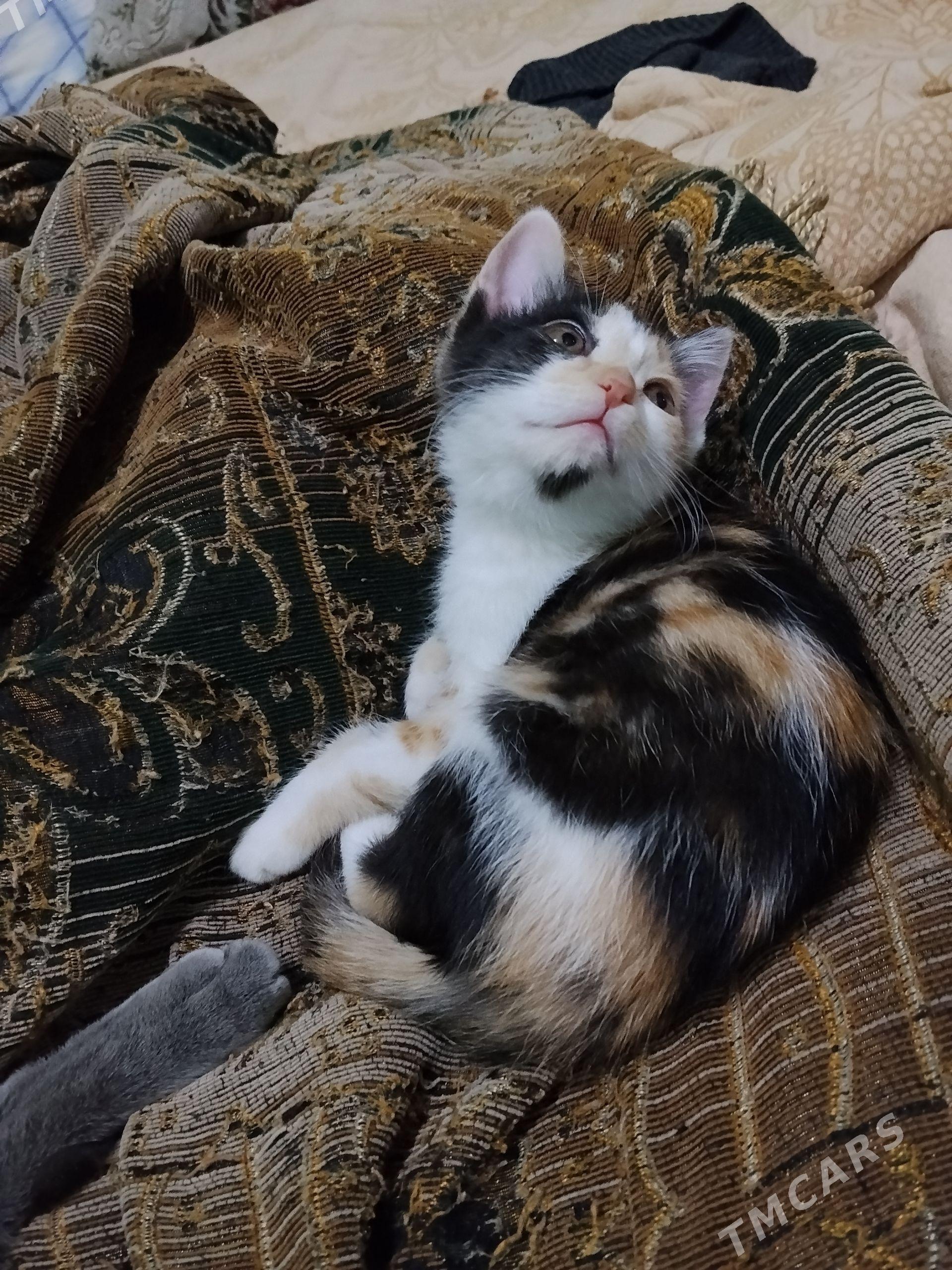 котенок - Туркменабат - img 1