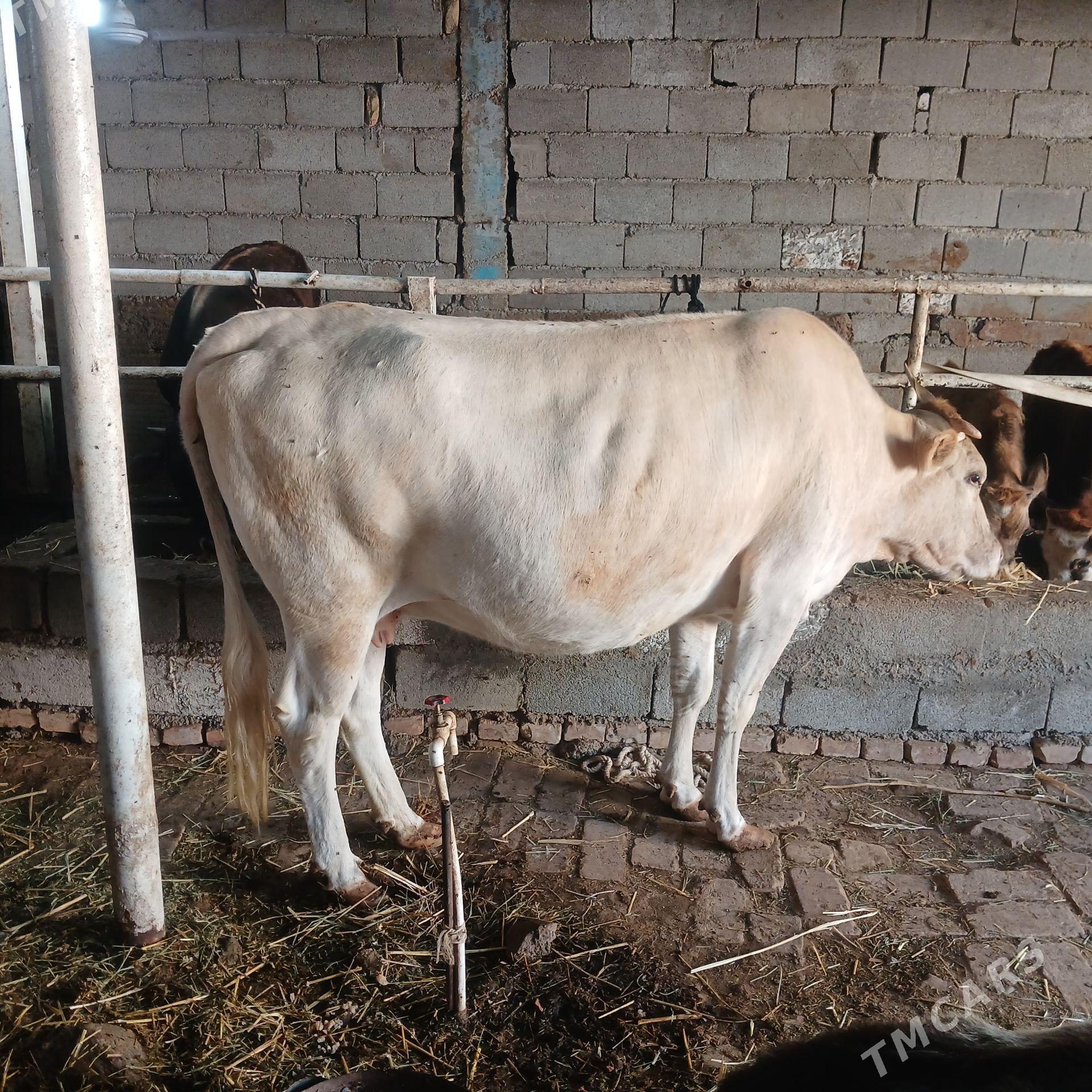 SYGYR - Büzmeýin - img 1