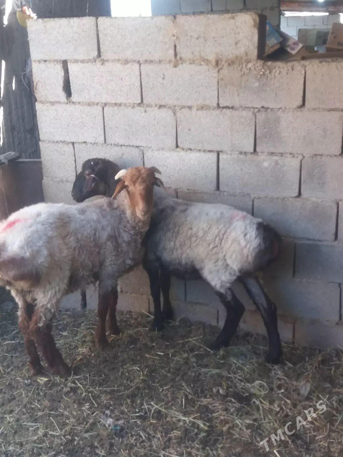 işekler - Гёкдепе - img 1