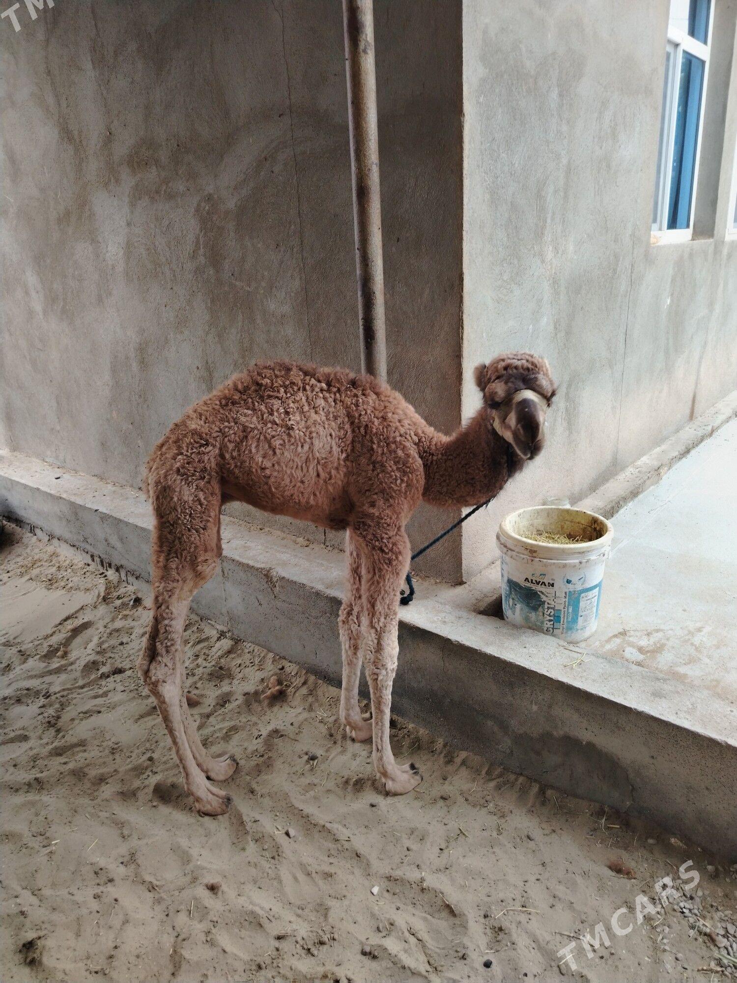 duyeler - Jebel - img 1