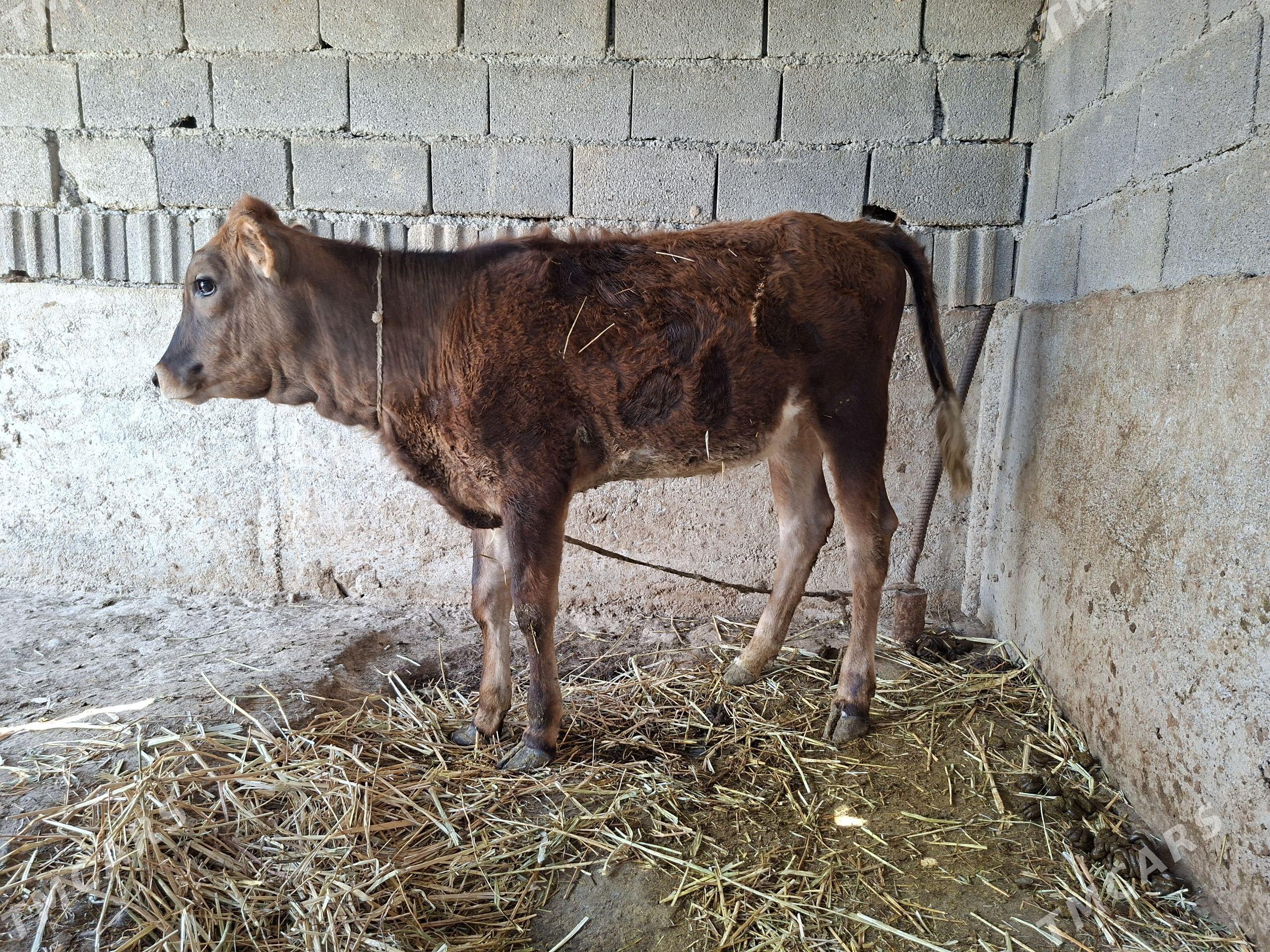 tüwe - Gökdepe - img 1