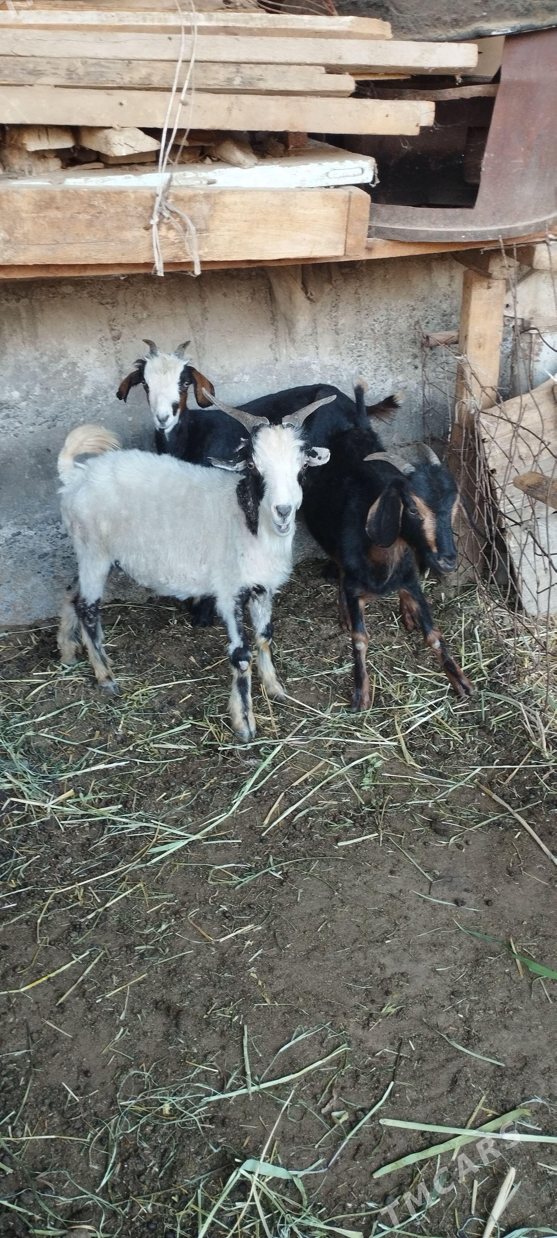 dog çewiş geci - Gökdepe - img 1