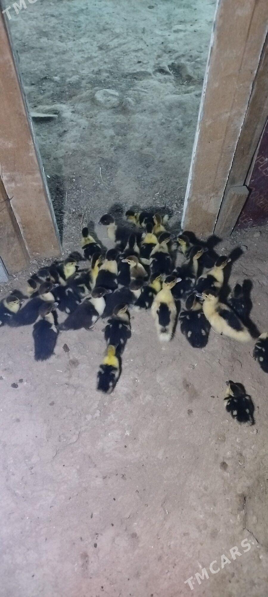 indawutga ördek - Änew - img 1