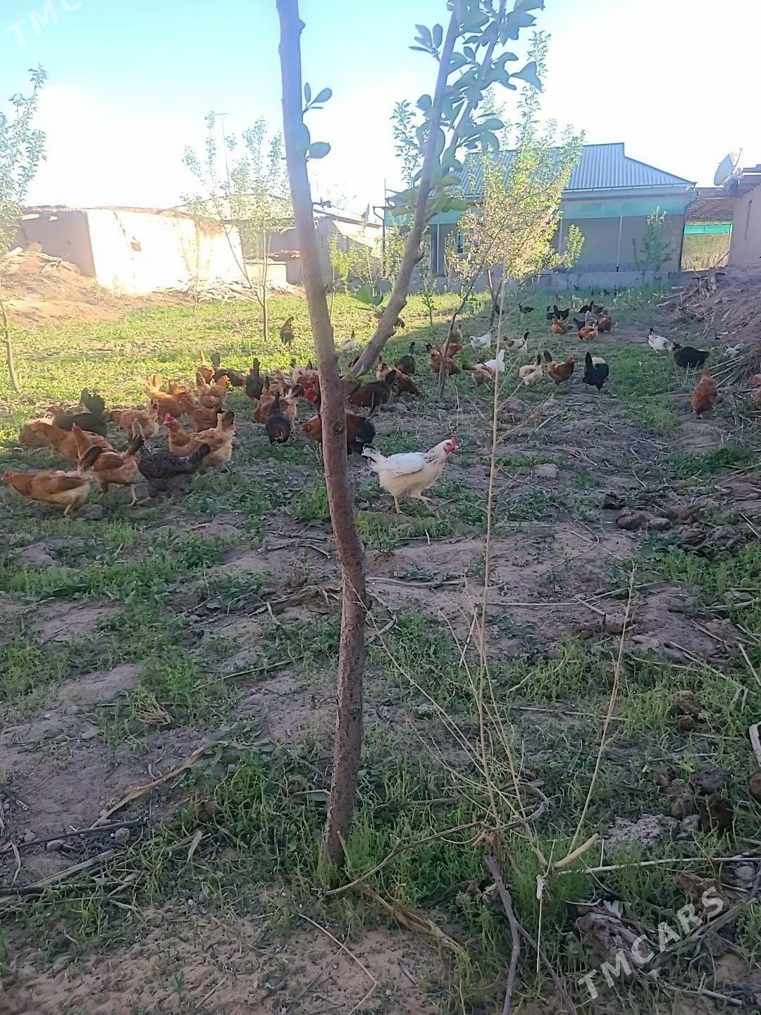 guzlayjy towuklar - Görogly (Tagta) - img 1