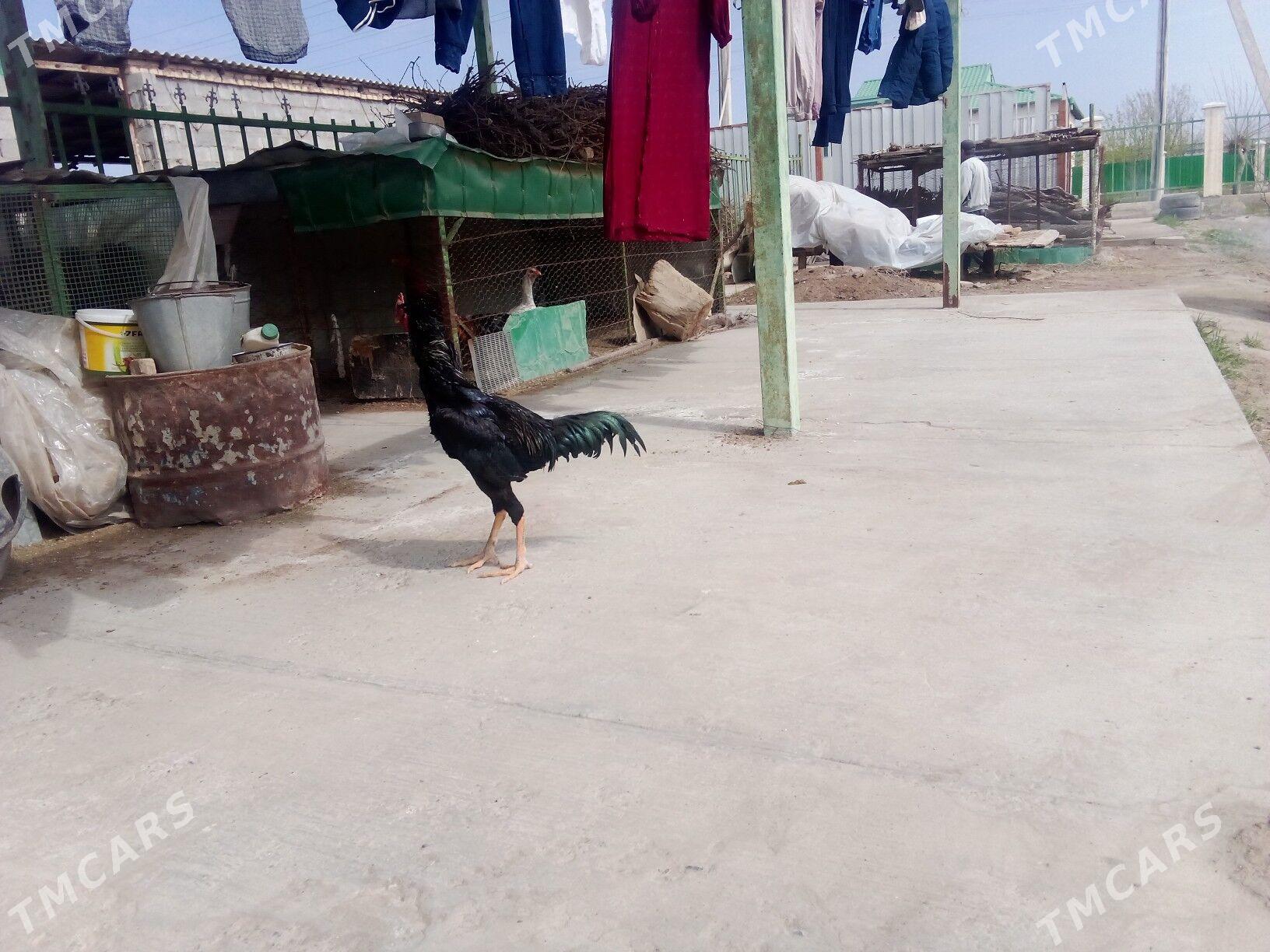baysow horaz - Garabekewül - img 1