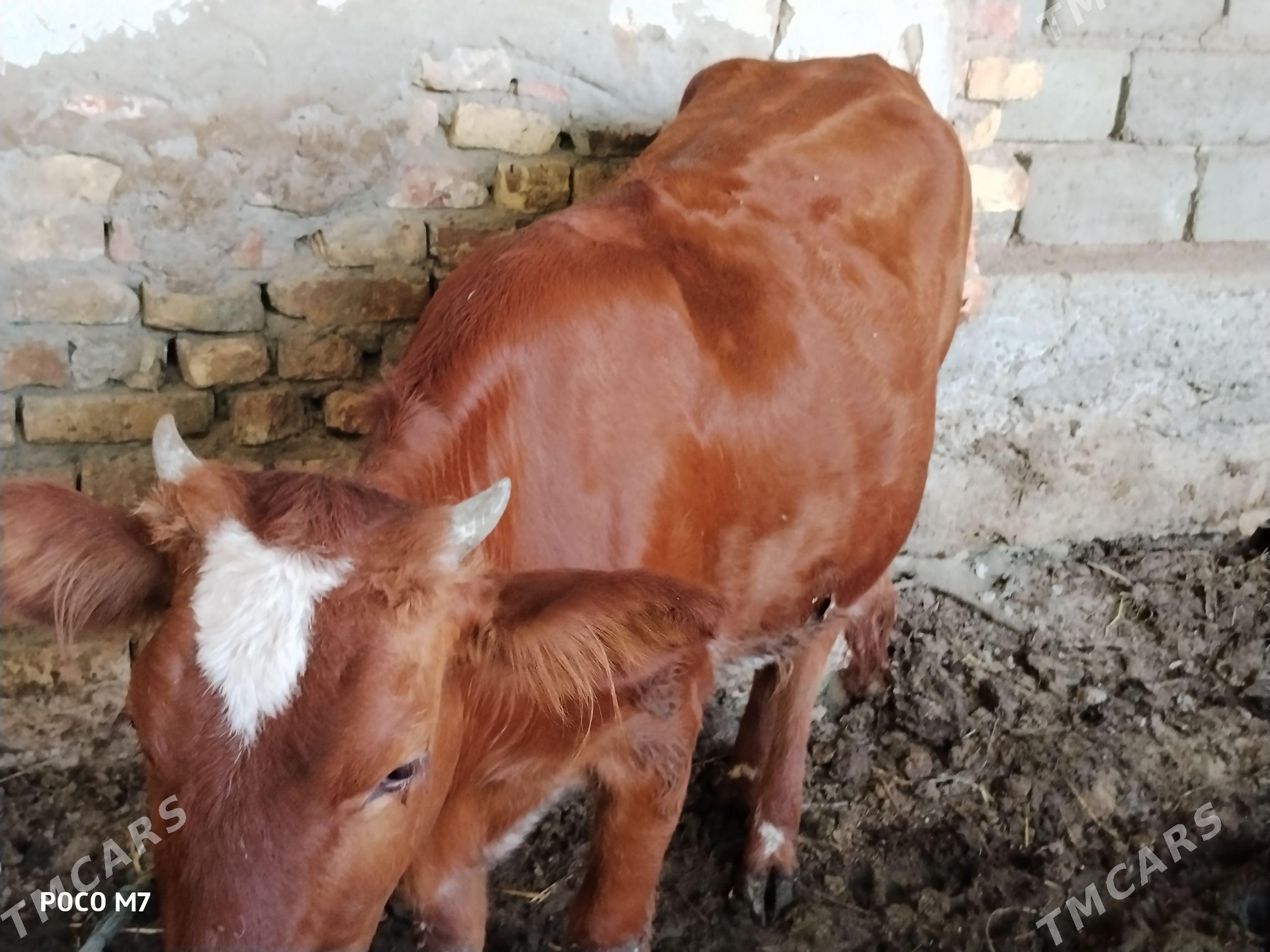 Bomba Semiz unajyn - Çärjew - img 1
