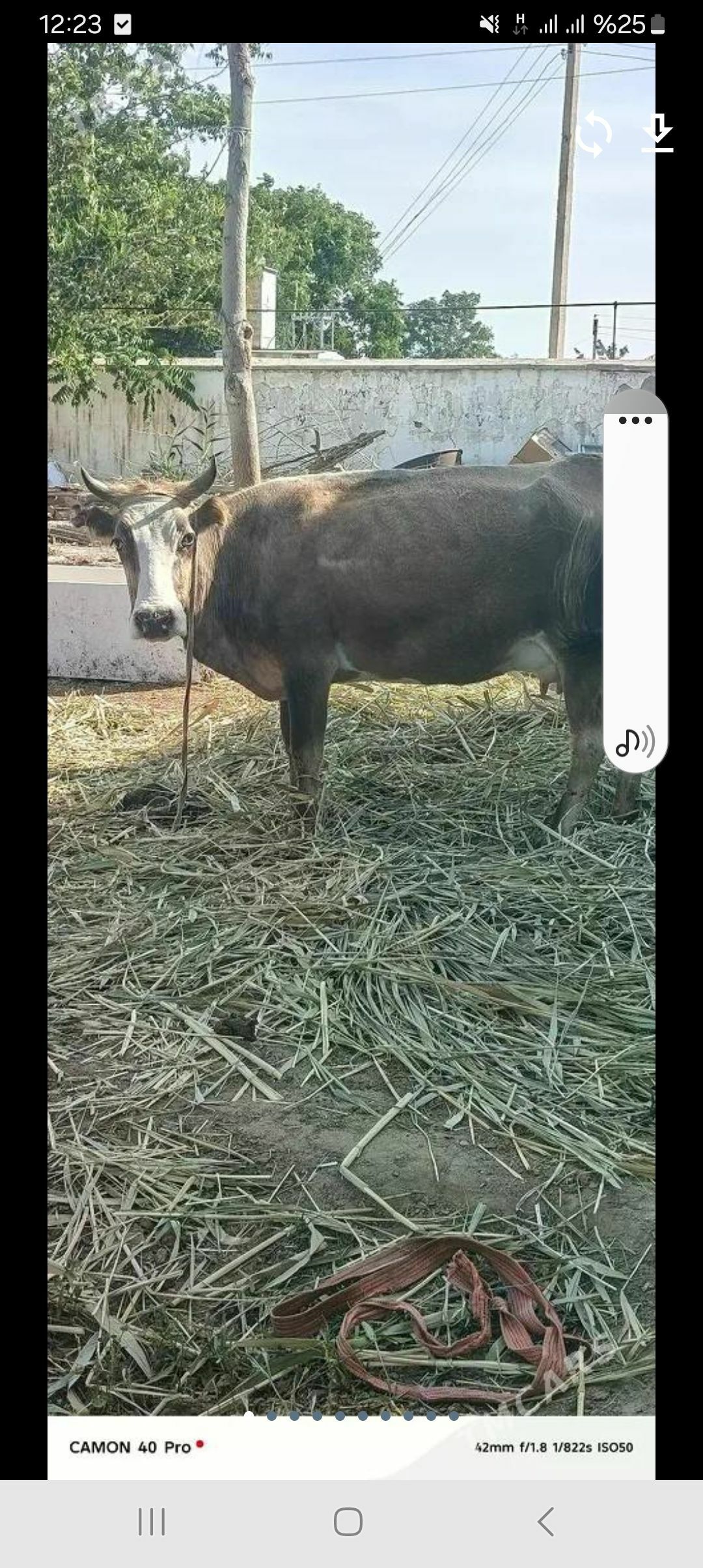 goleli sygyr - Çoganly - img 1