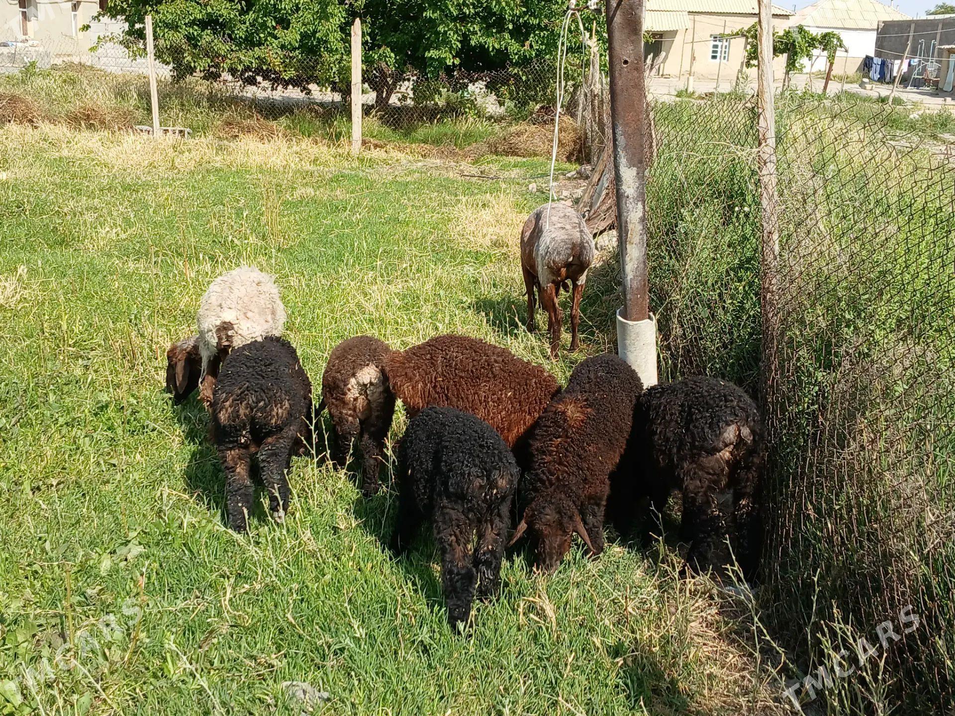 Guzy - Bäherden - img 1