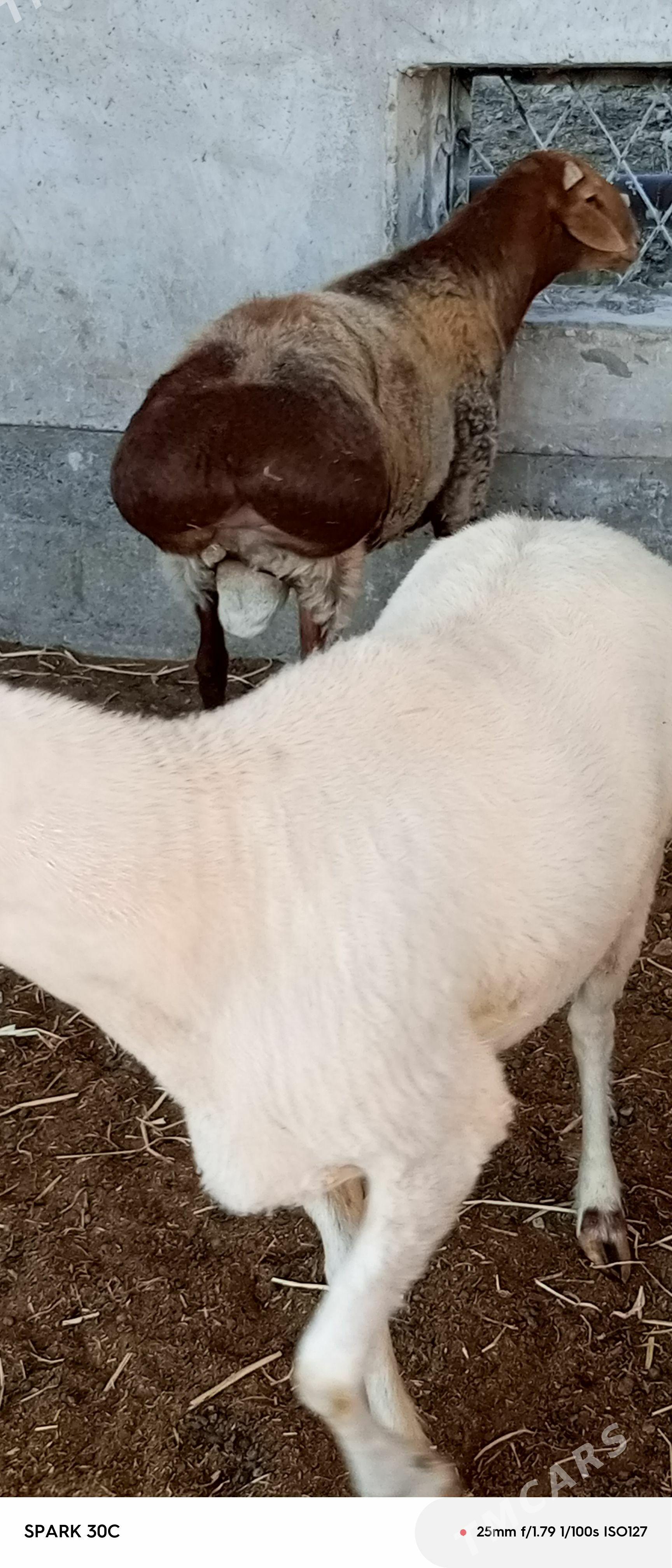 tohum koçkar - Çärjew - img 1