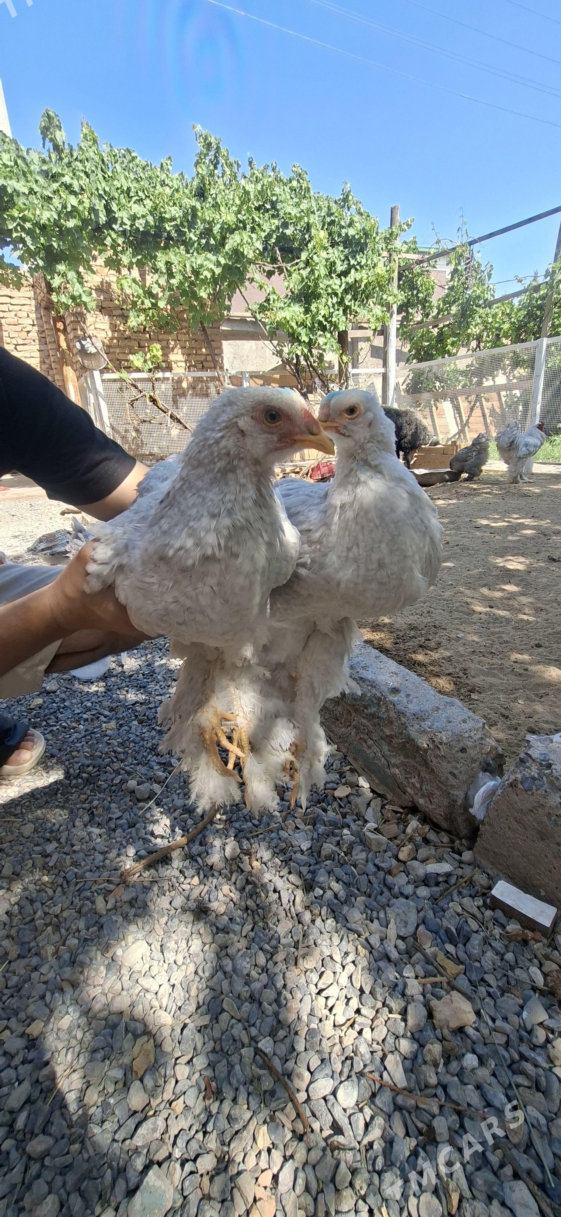 Brama Lawanda arassa tohum - Türkmenabat - img 1