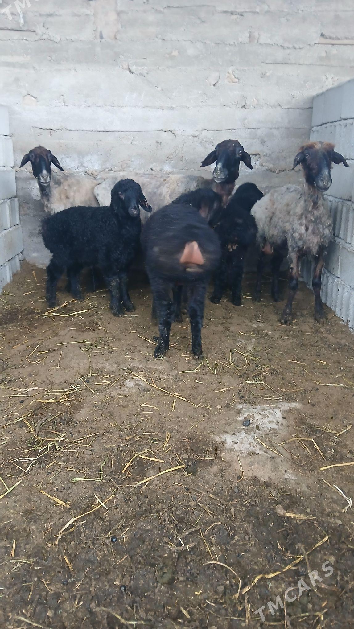 goyun - Gökdepe - img 1