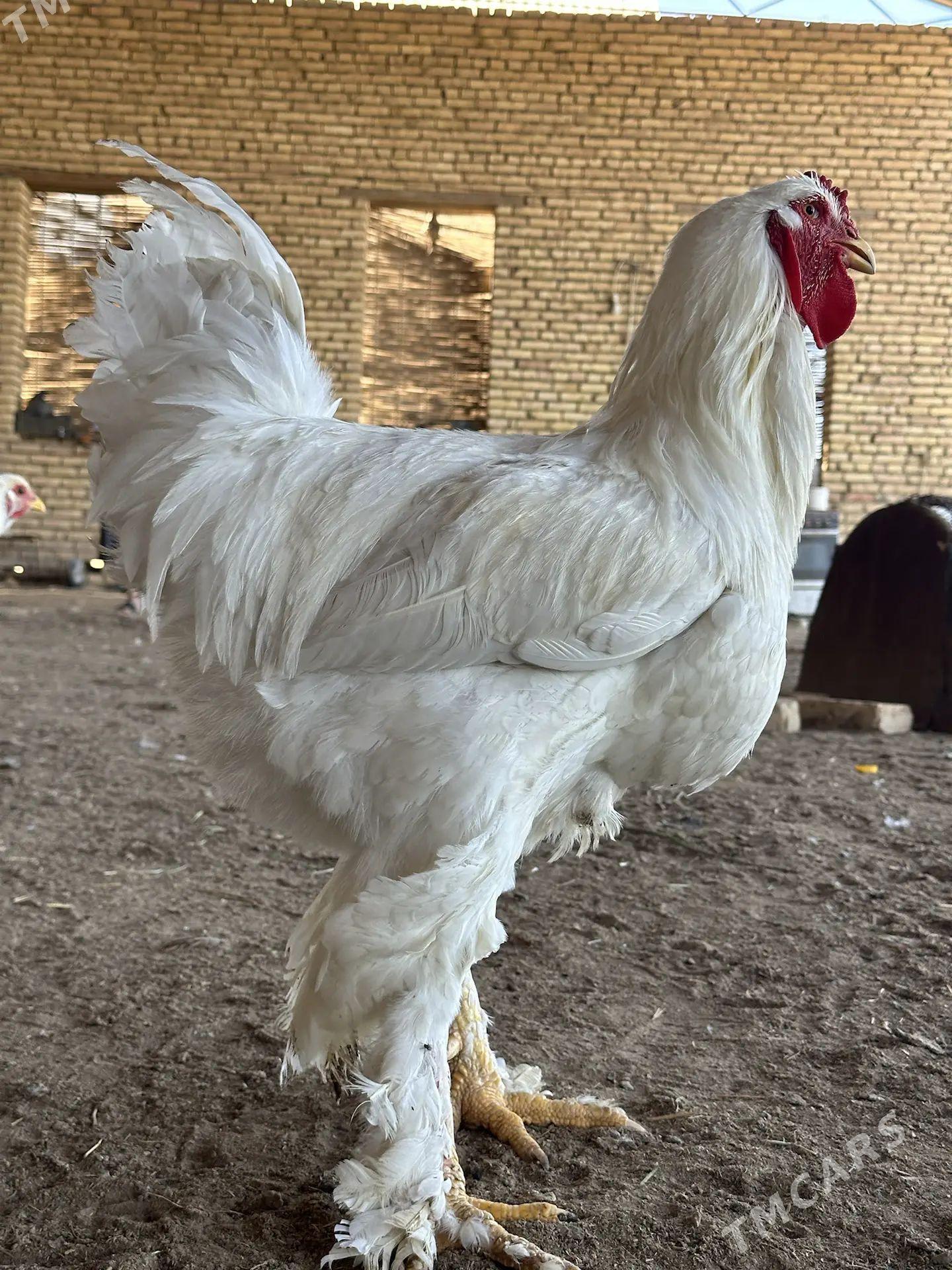 Ak brahma towuklar - Türkmengala - img 1