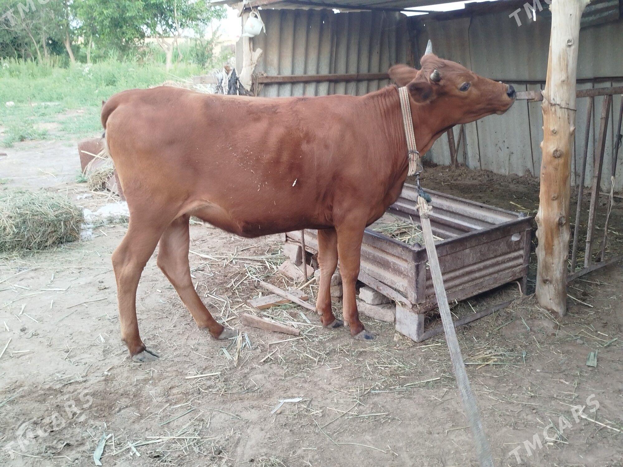 Gulajyn - Mary - img 1