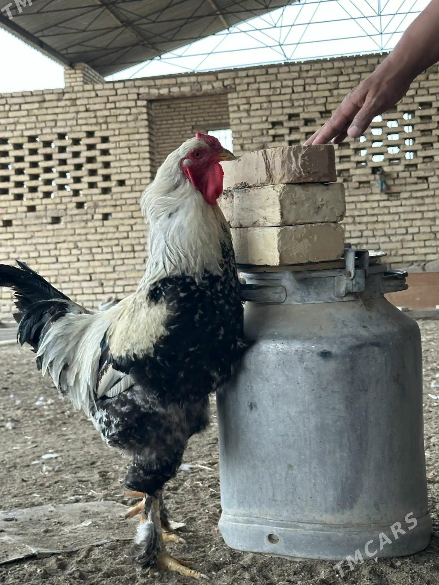 Brama towuklar брама - Туркменгала - img 1