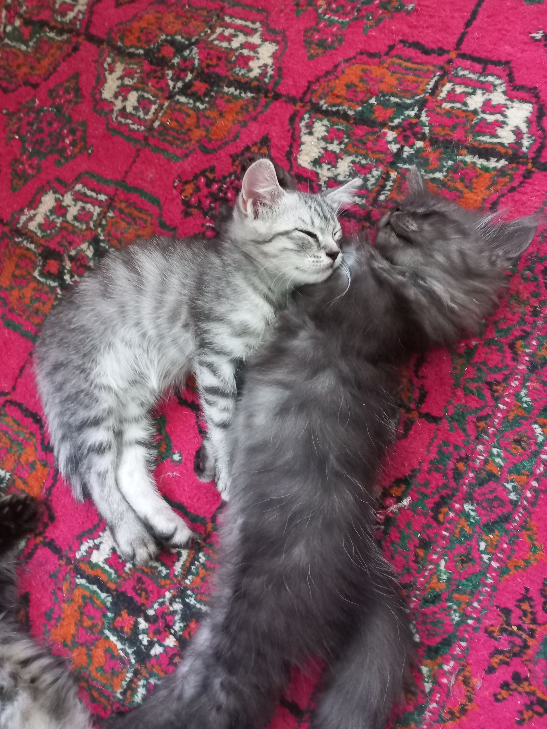 pisikler - Türkmenabat - img 1