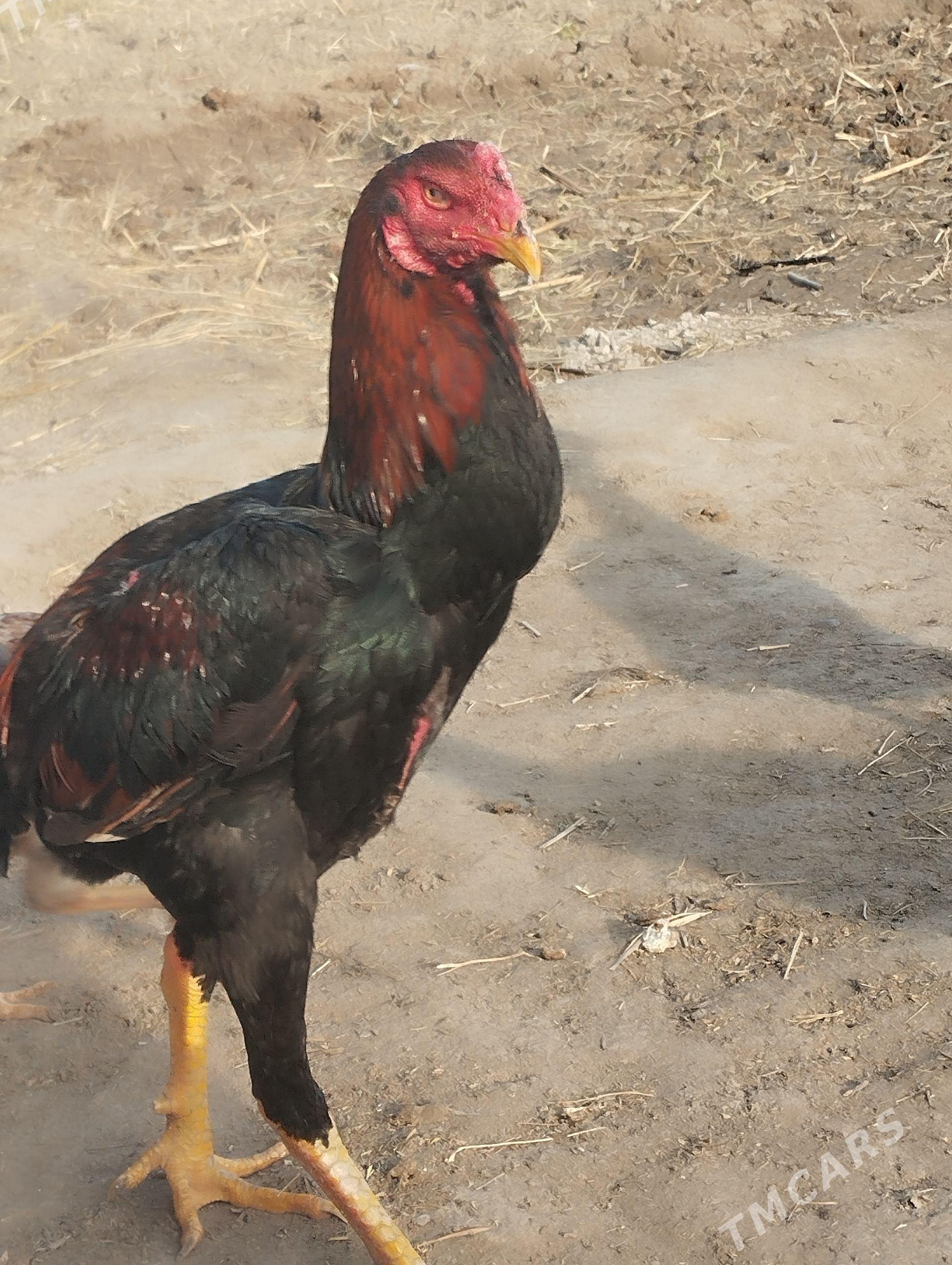 boyes Horazlar we towuklar - Мургап - img 1