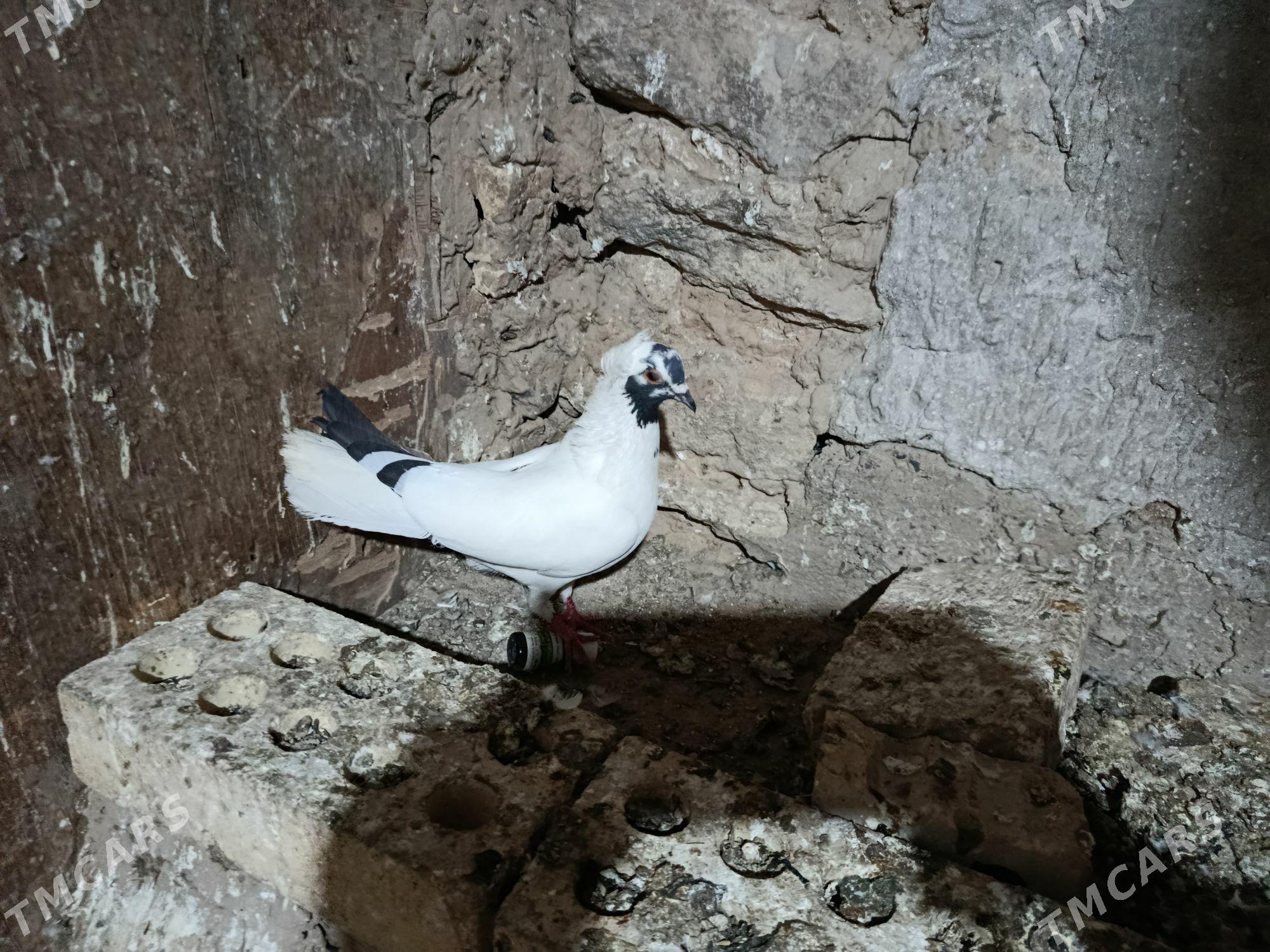 kepderi. - Gyzylarbat - img 1