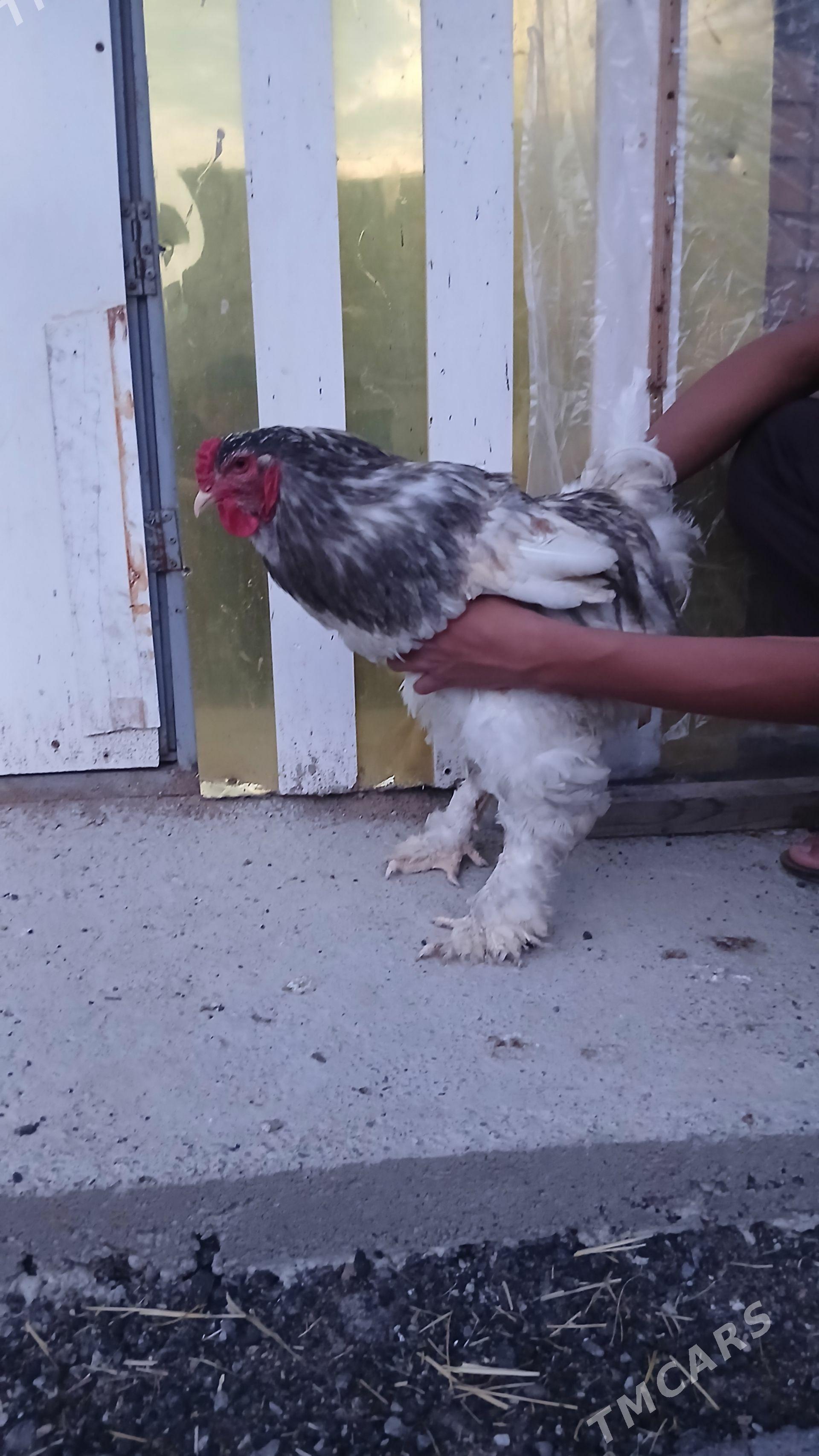 brama - Çoganly - img 1