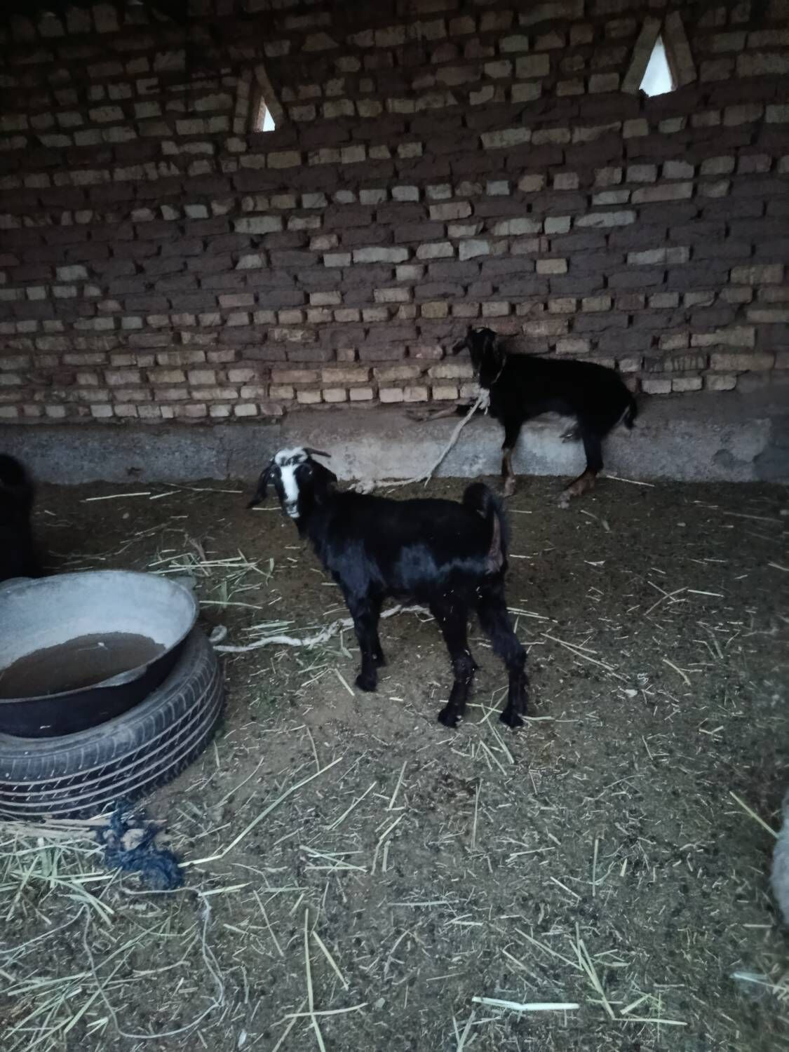 Gyşlaky çebiş gaty gowy zat - Babadaýhan - img 1