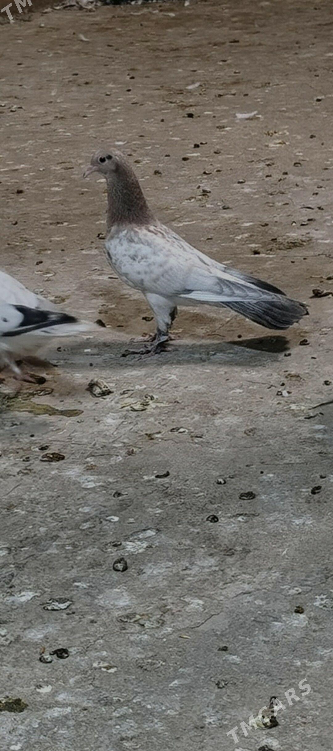 kepderi - Köşi - img 1