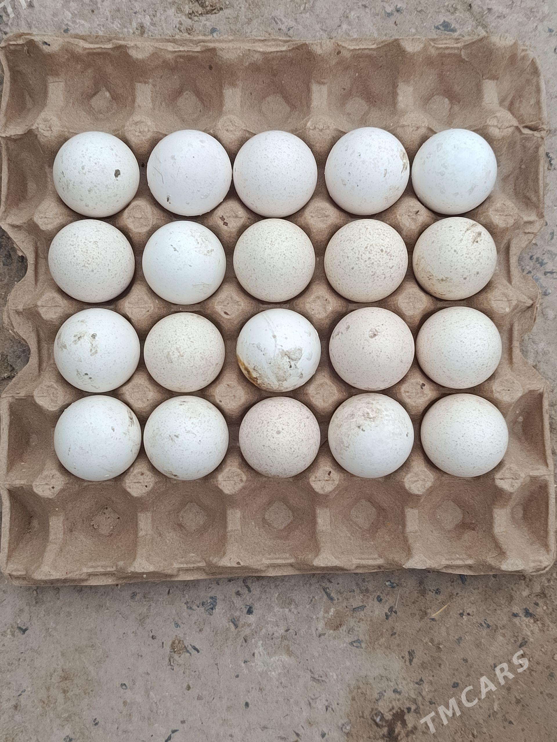 Induk ve touk yumurtga. - Türkmenabat - img 1