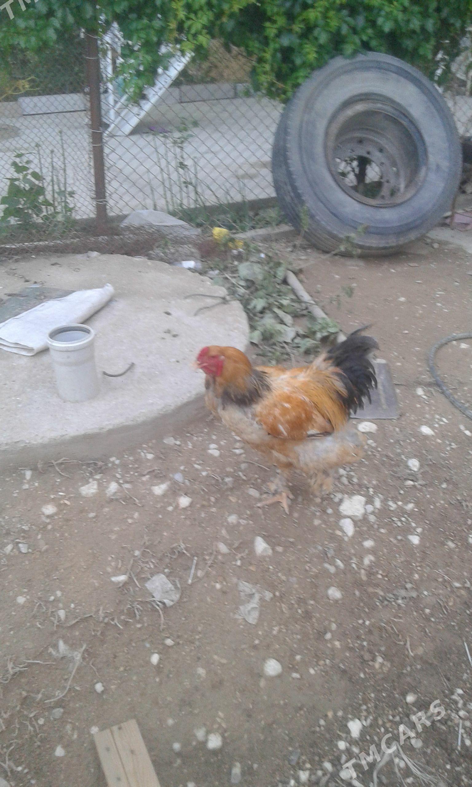 Limon brama - Balkanabat - img 1