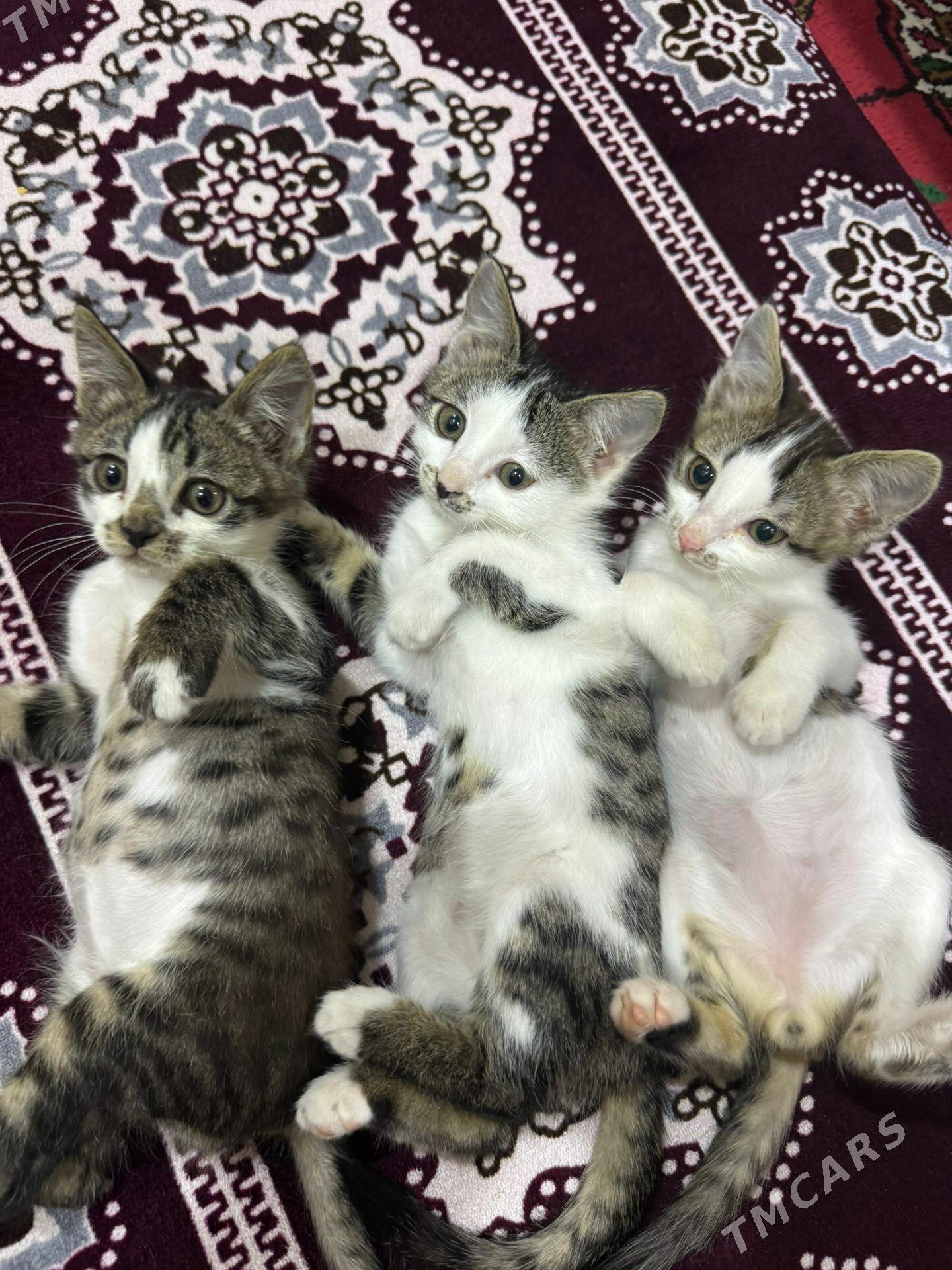pişikler - Türkmenabat - img 1