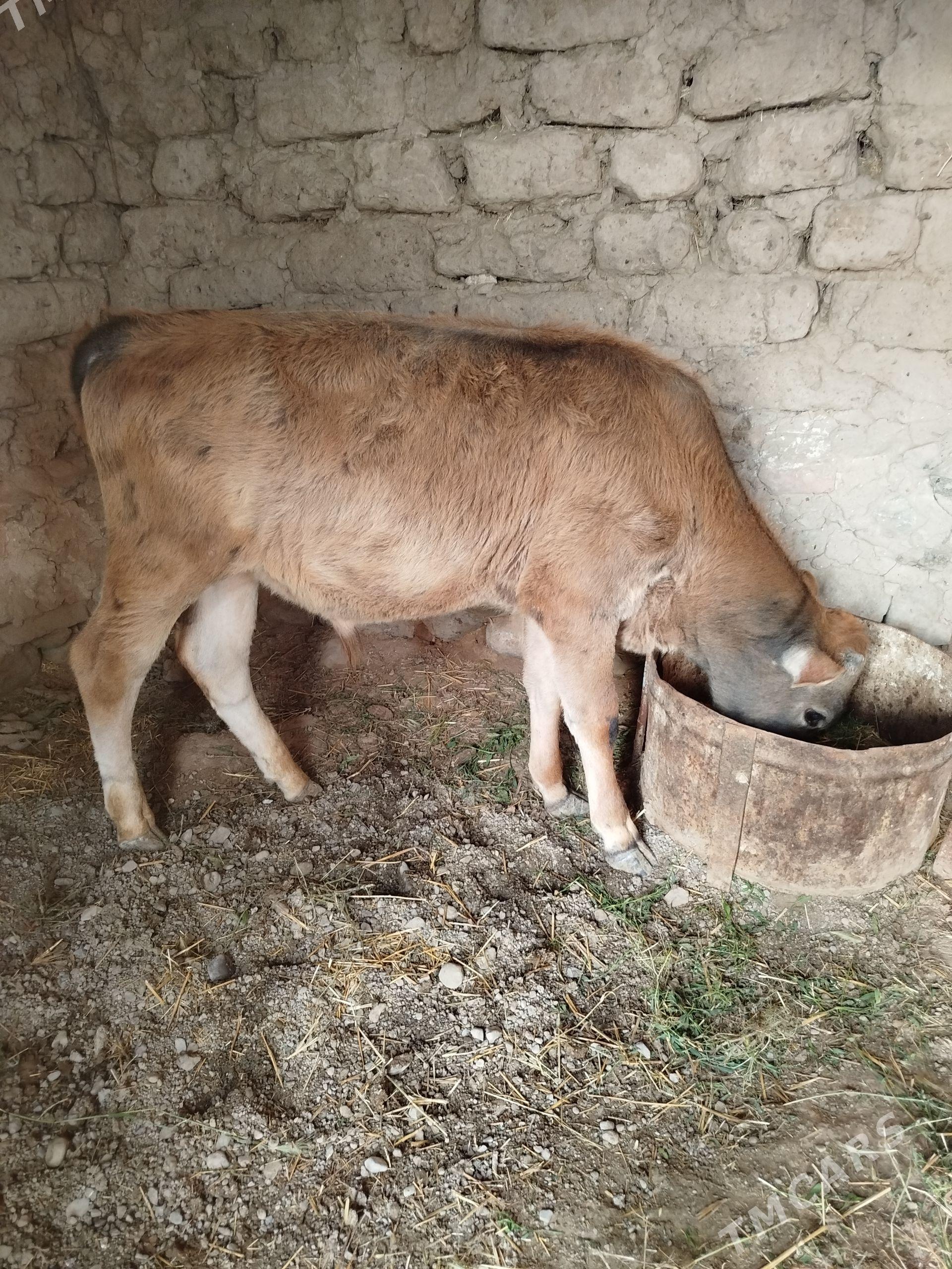 öküz - Gyzylarbat - img 1