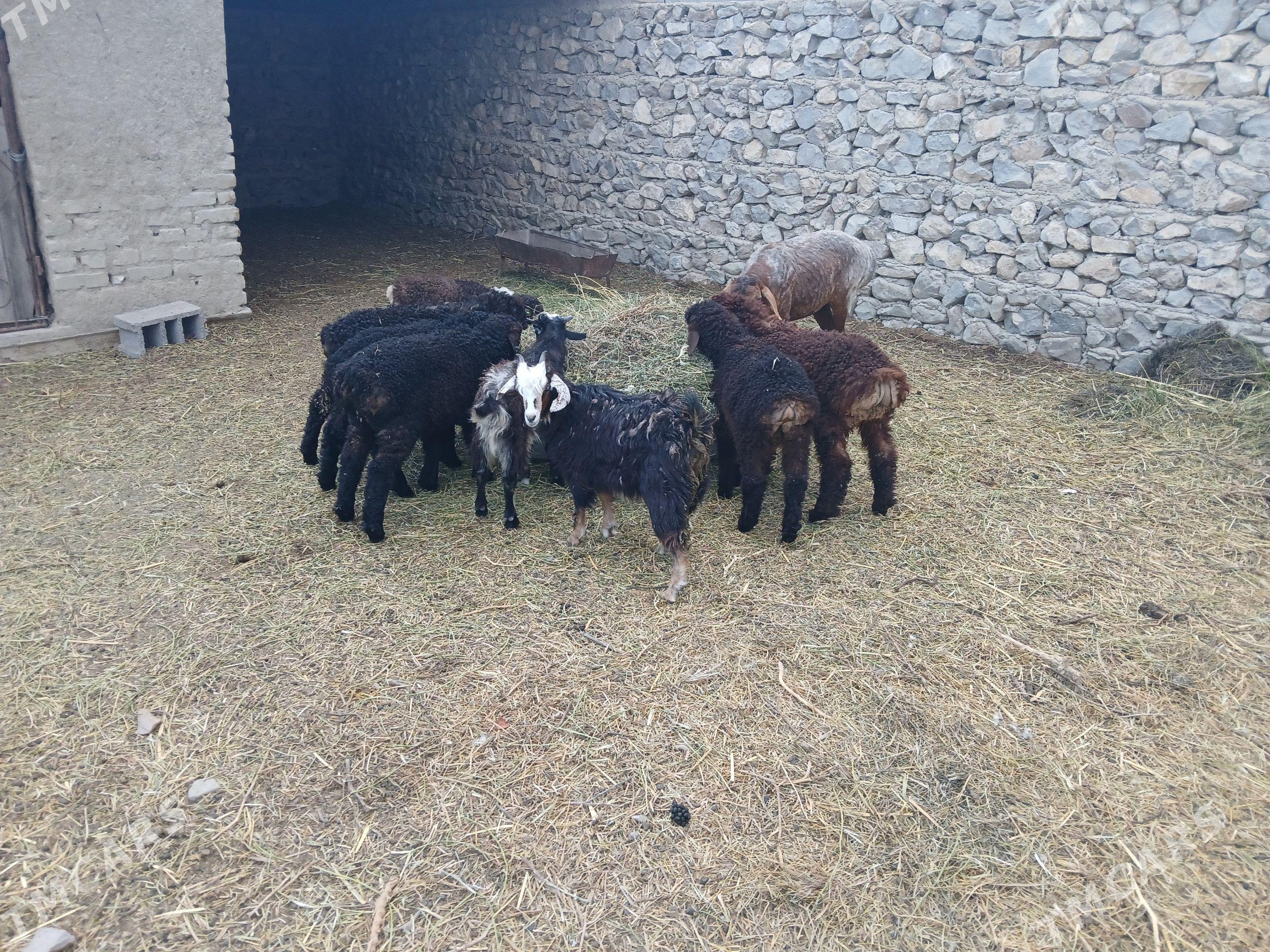 Guzy - Бахарден - img 1